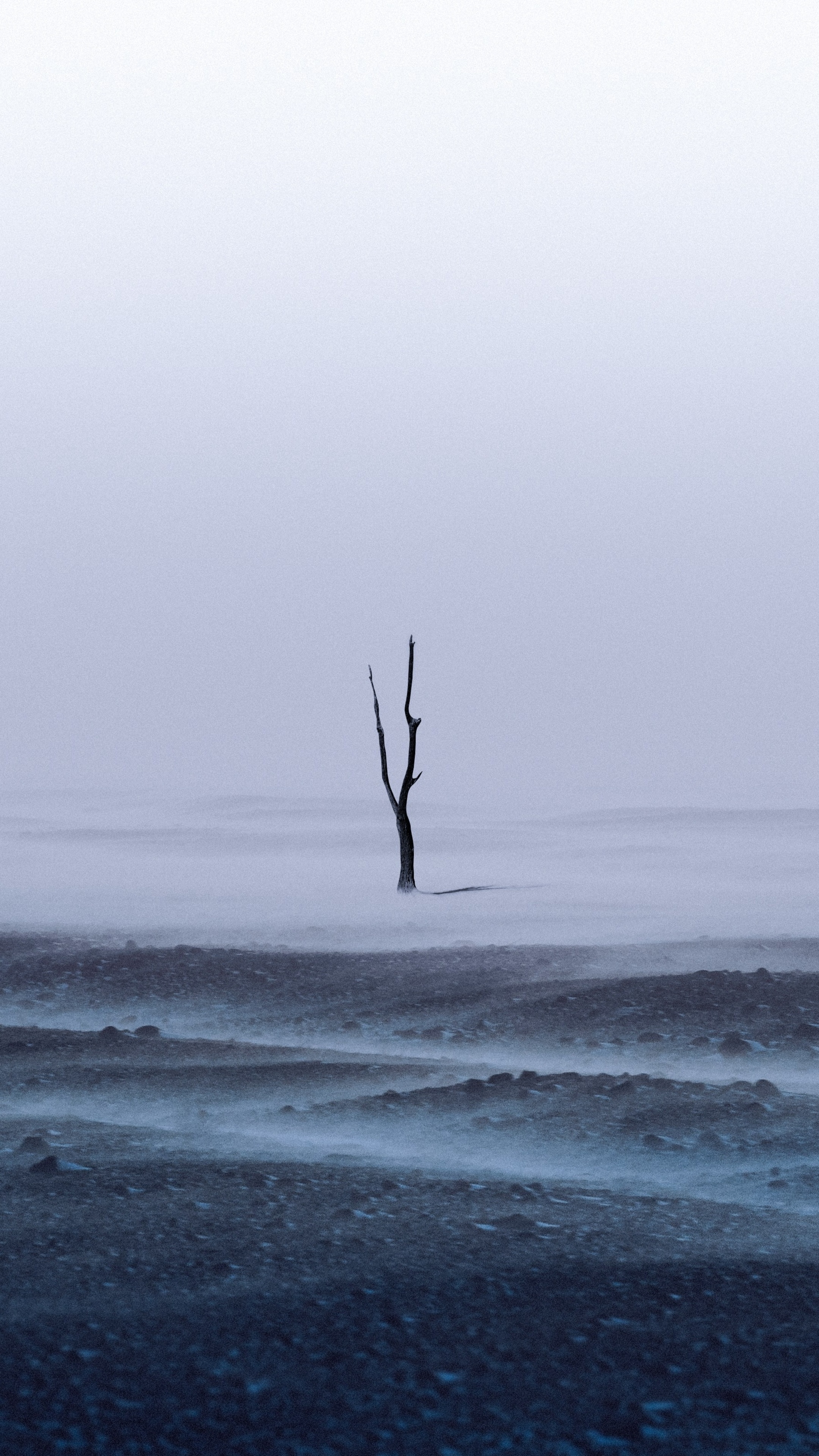 A lone dead tree in Iceland with fog HD Phone Wallpaper