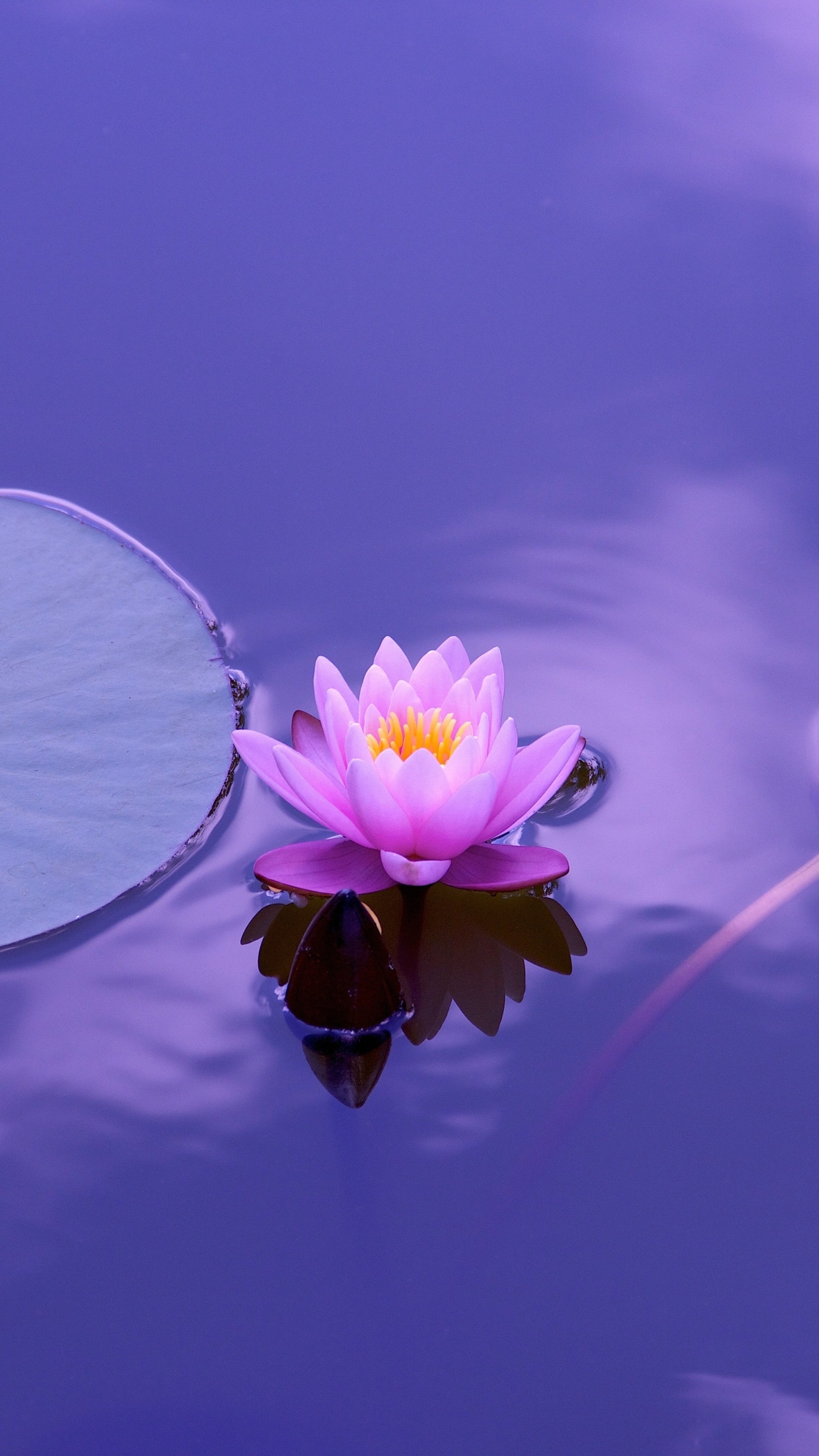 Pink lotus flower floating on purple water HD Phone Wallpaper