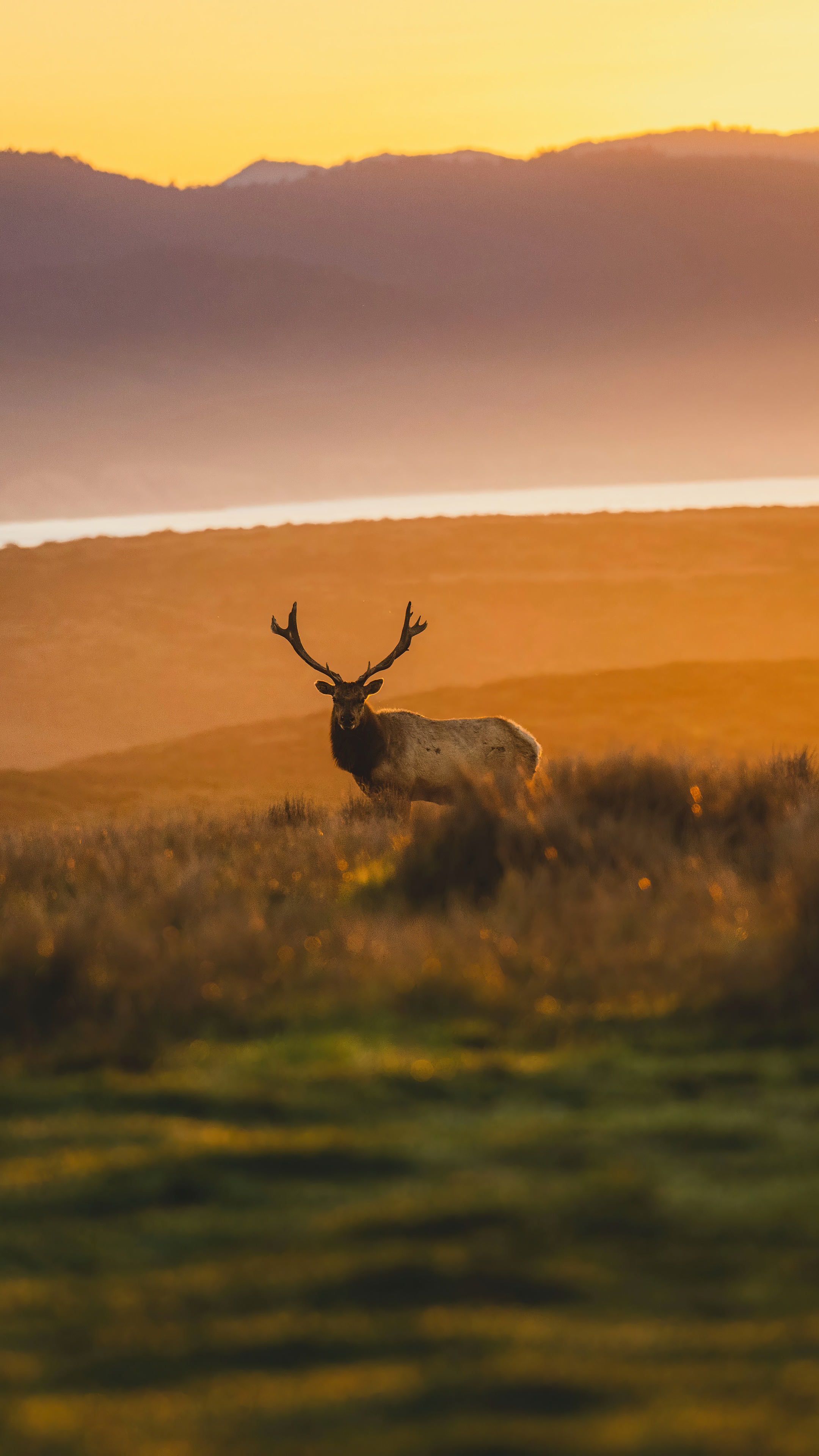 Elk in a field at sunset 4K HD Phone Wallpaper