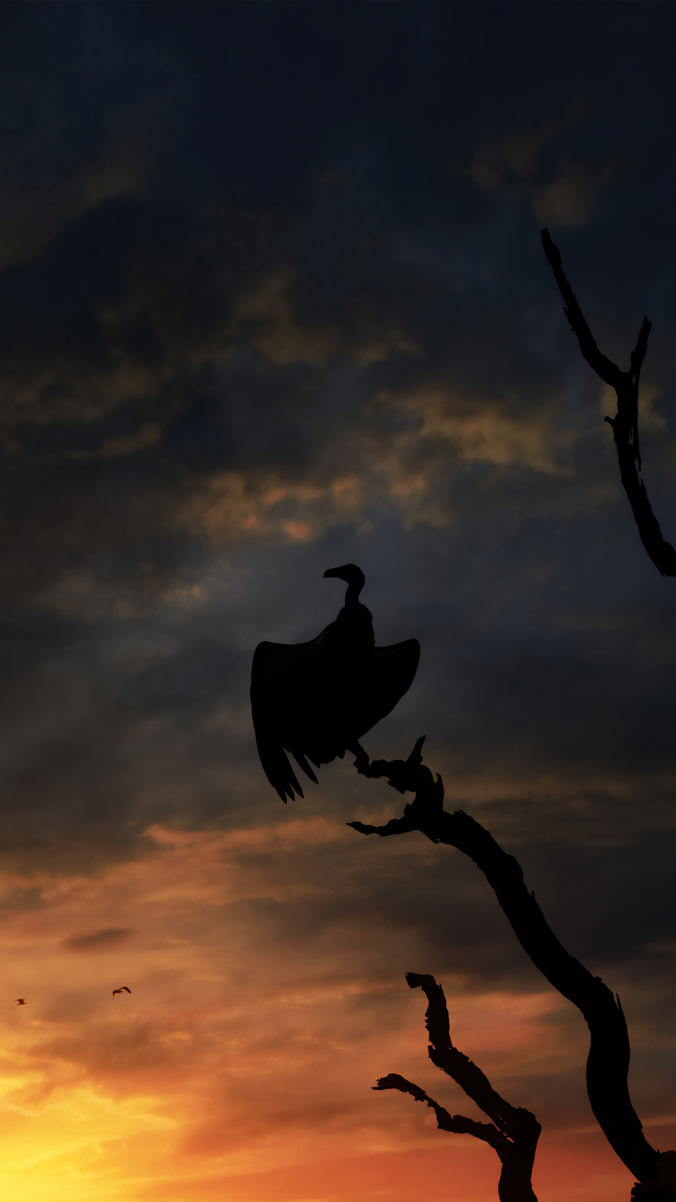 Silhouette of a vulture on a tree branch at sunset HD Phone Wallpaper