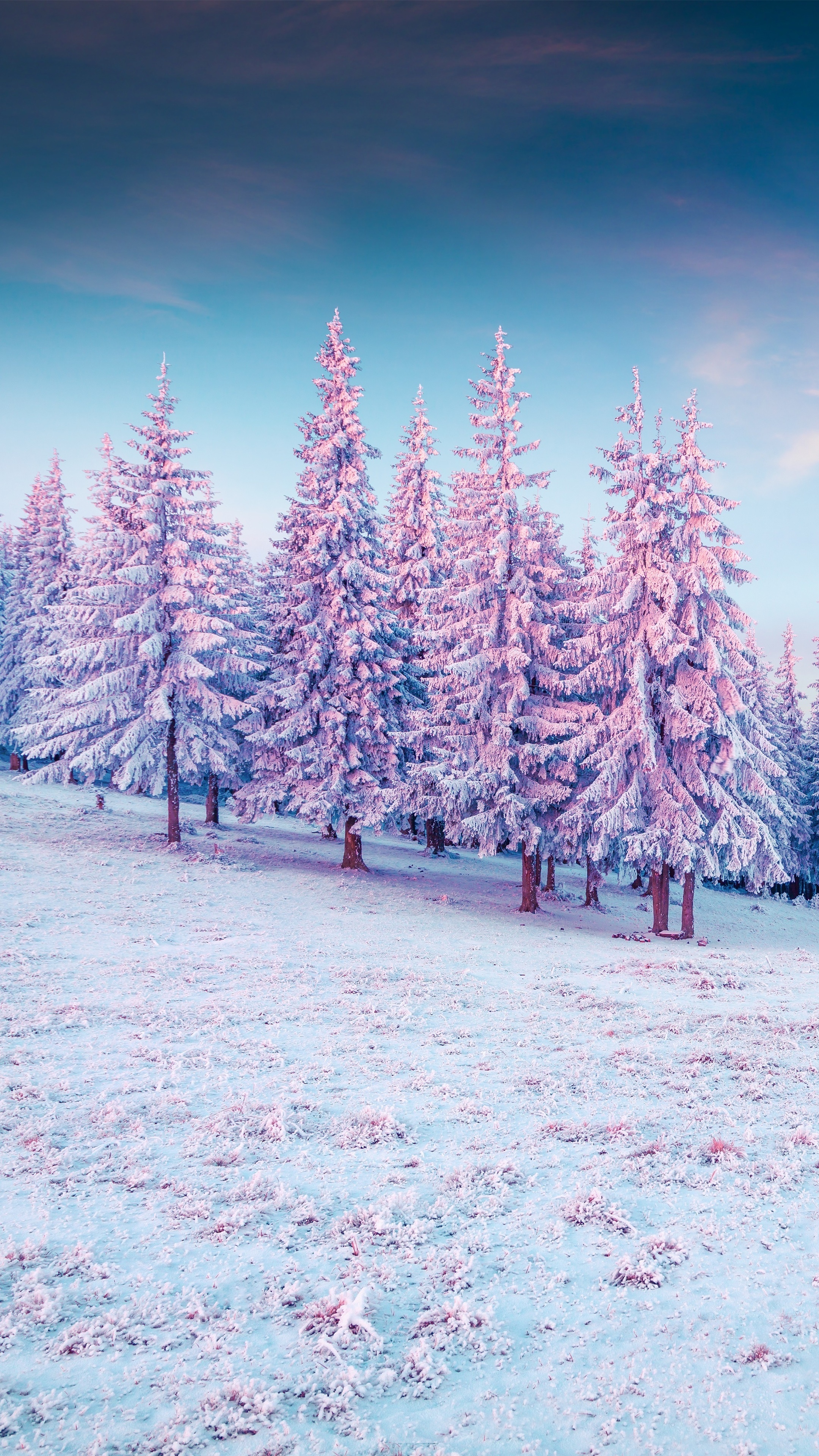 Snow-covered pine trees in a winter landscape HD Phone Wallpaper