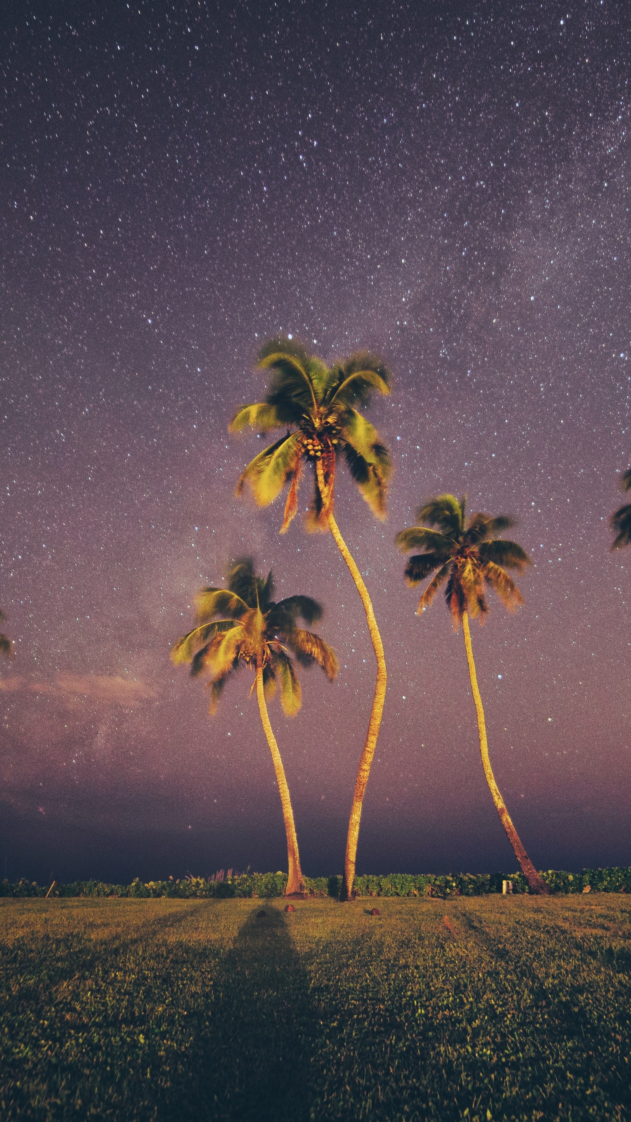 Palm trees under a starry night sky HD Phone Wallpaper