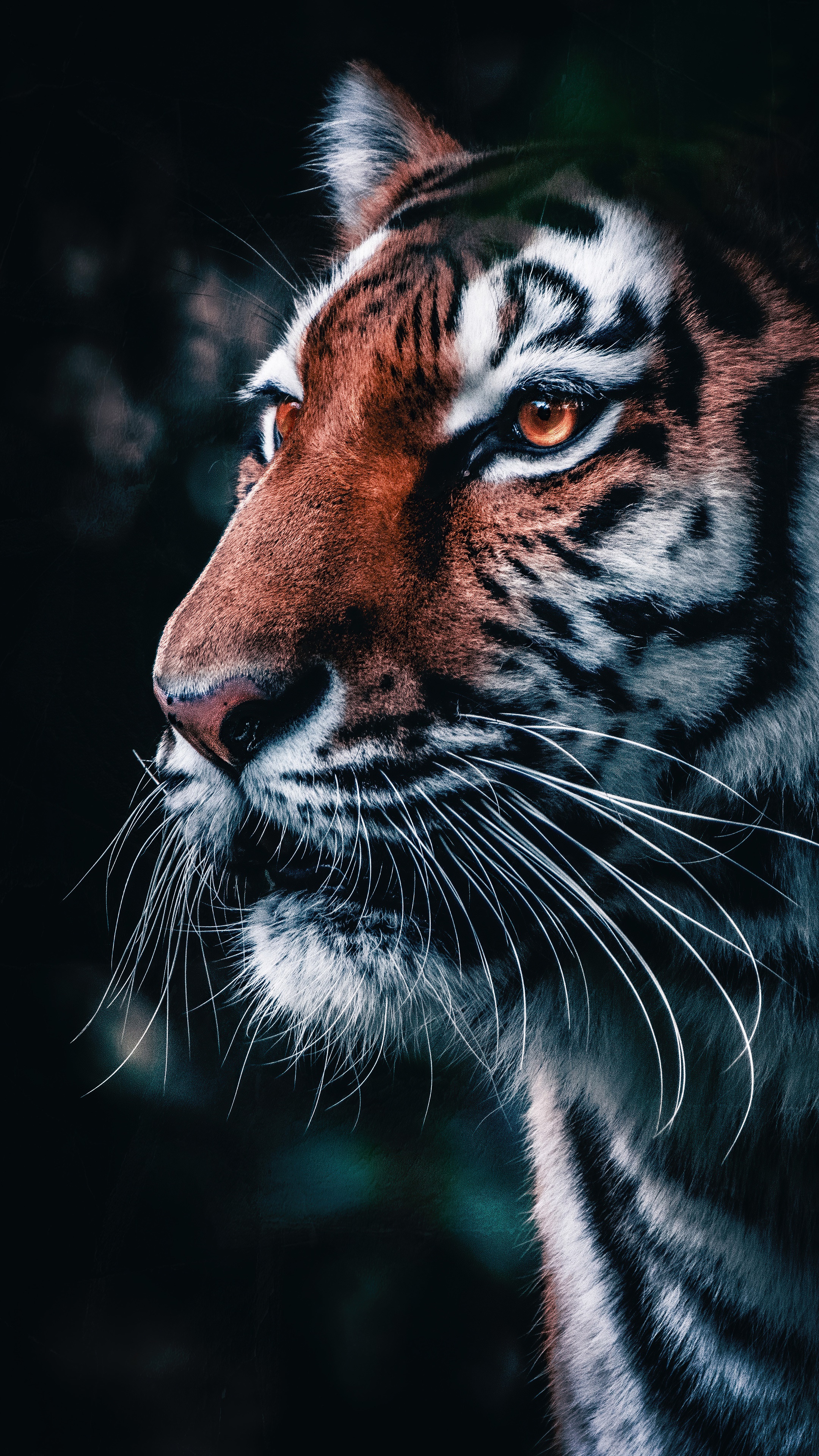 Close-up of a tiger's face with orange eyes HD Phone Wallpaper