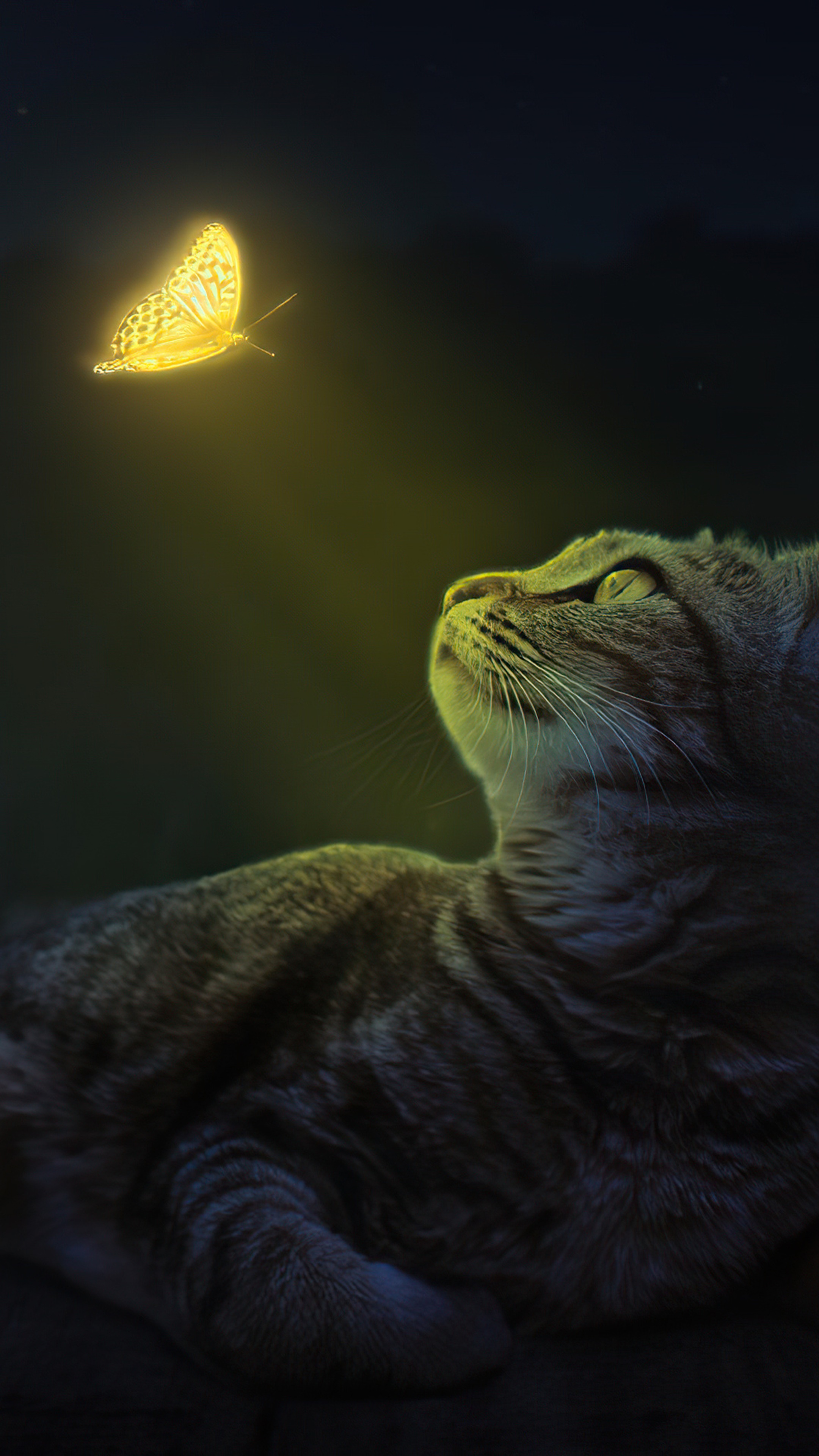 Cat looking at a glowing butterfly HD Phone Wallpaper