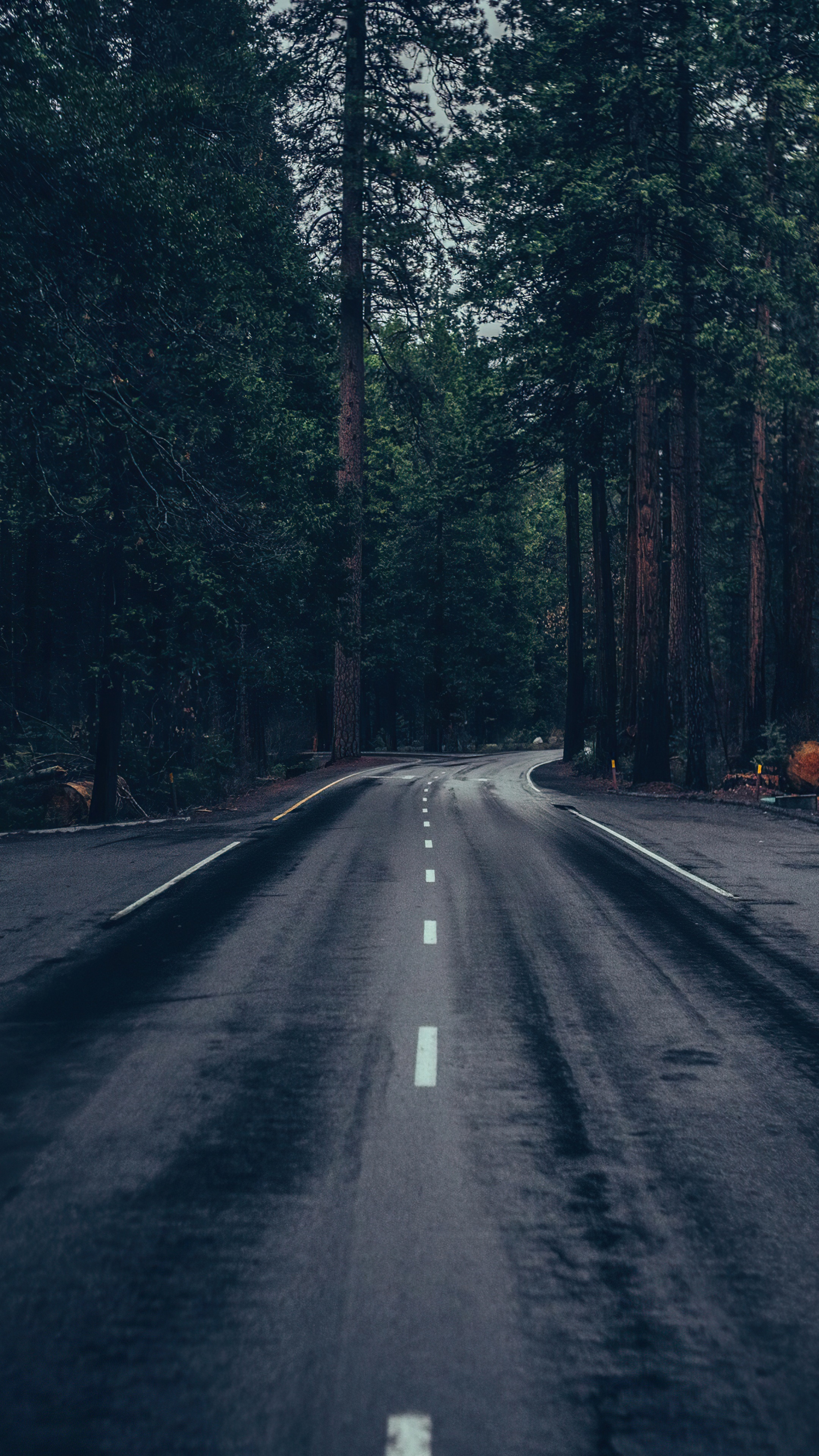 Road through a dark forest with tall trees HD Phone Wallpaper