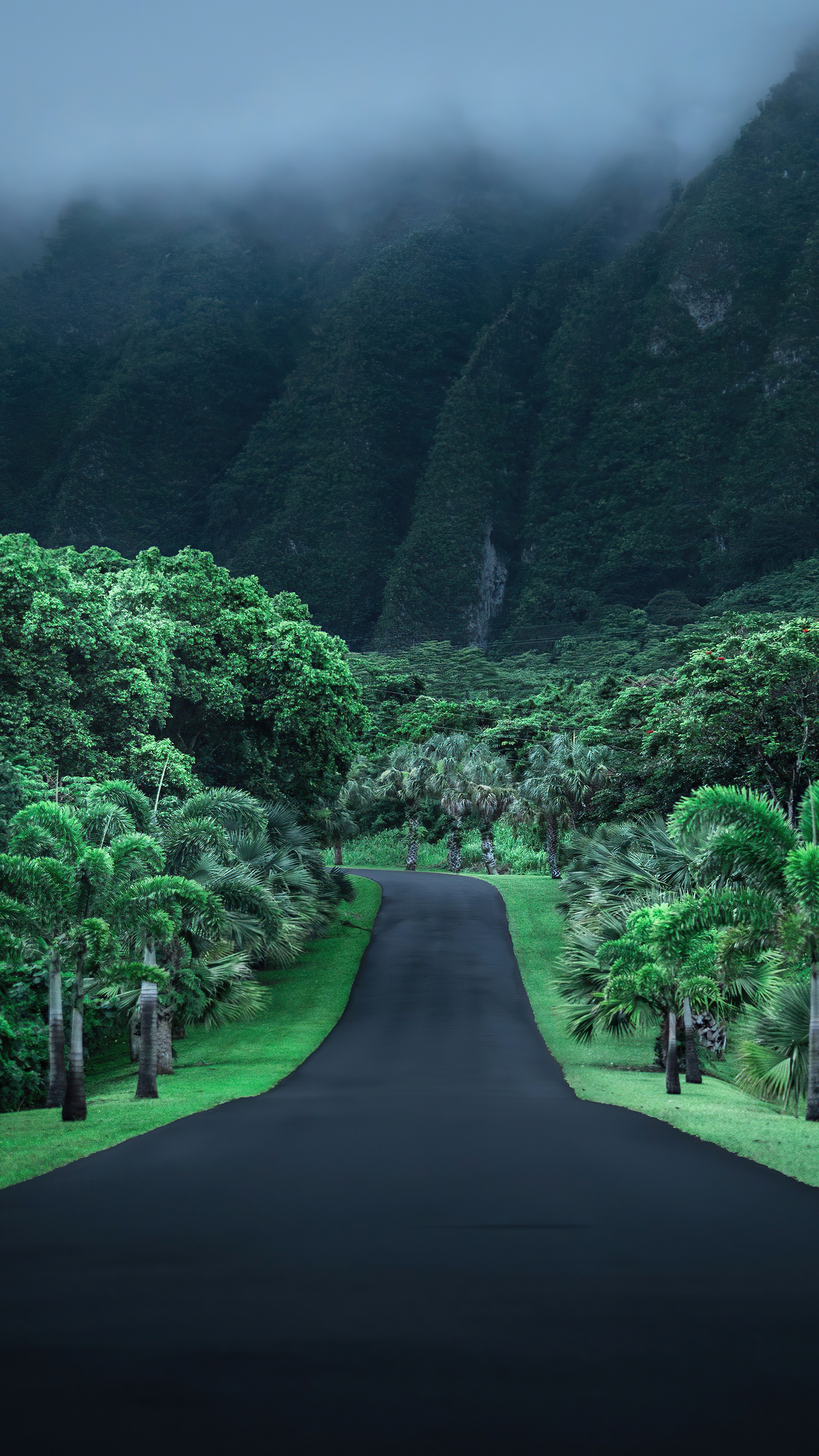 Road through a misty mountain forest 4K HD Phone Wallpaper