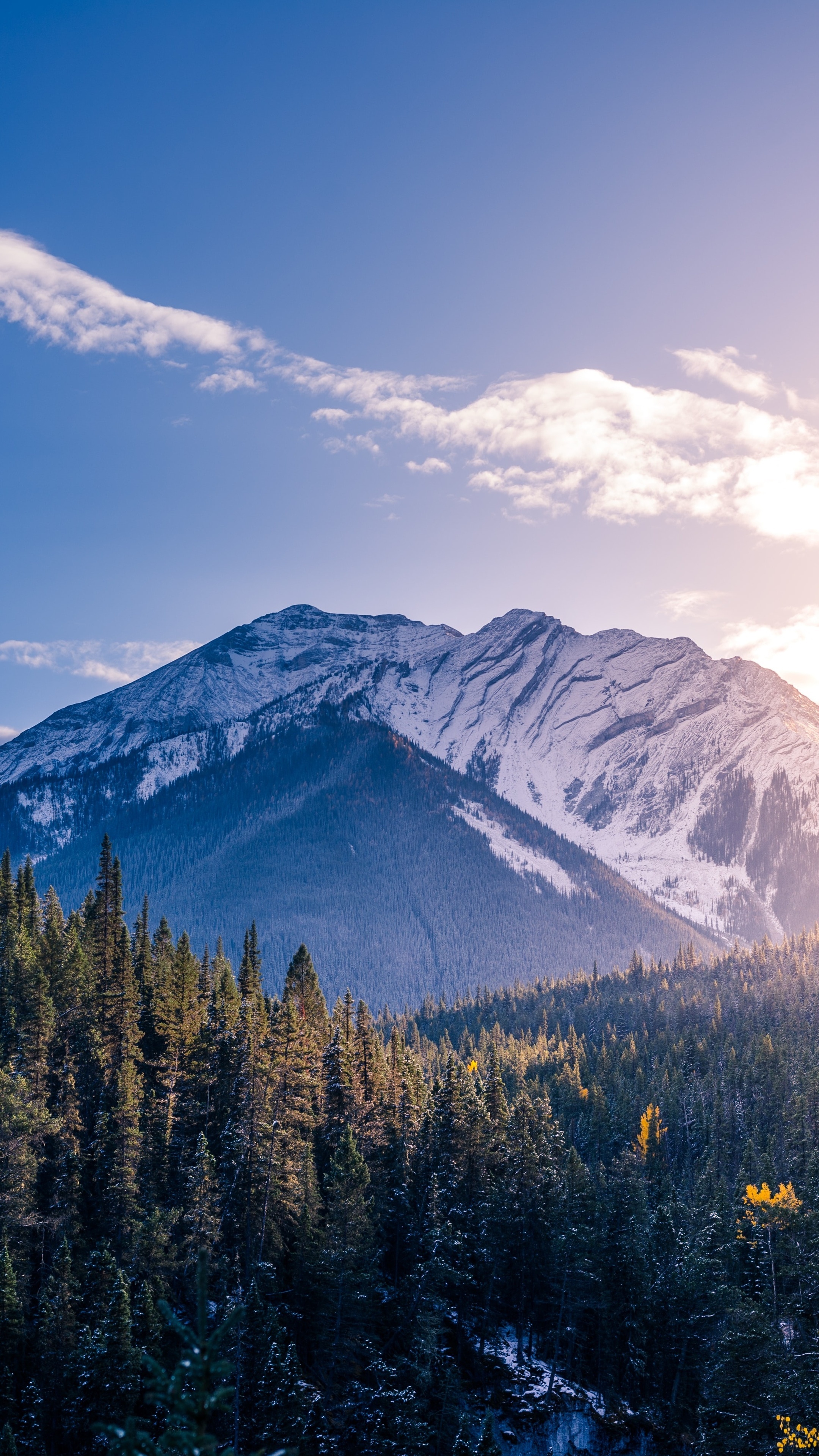 Snow-capped mountains and evergreen forest under a blue sky HD Phone Wallpaper