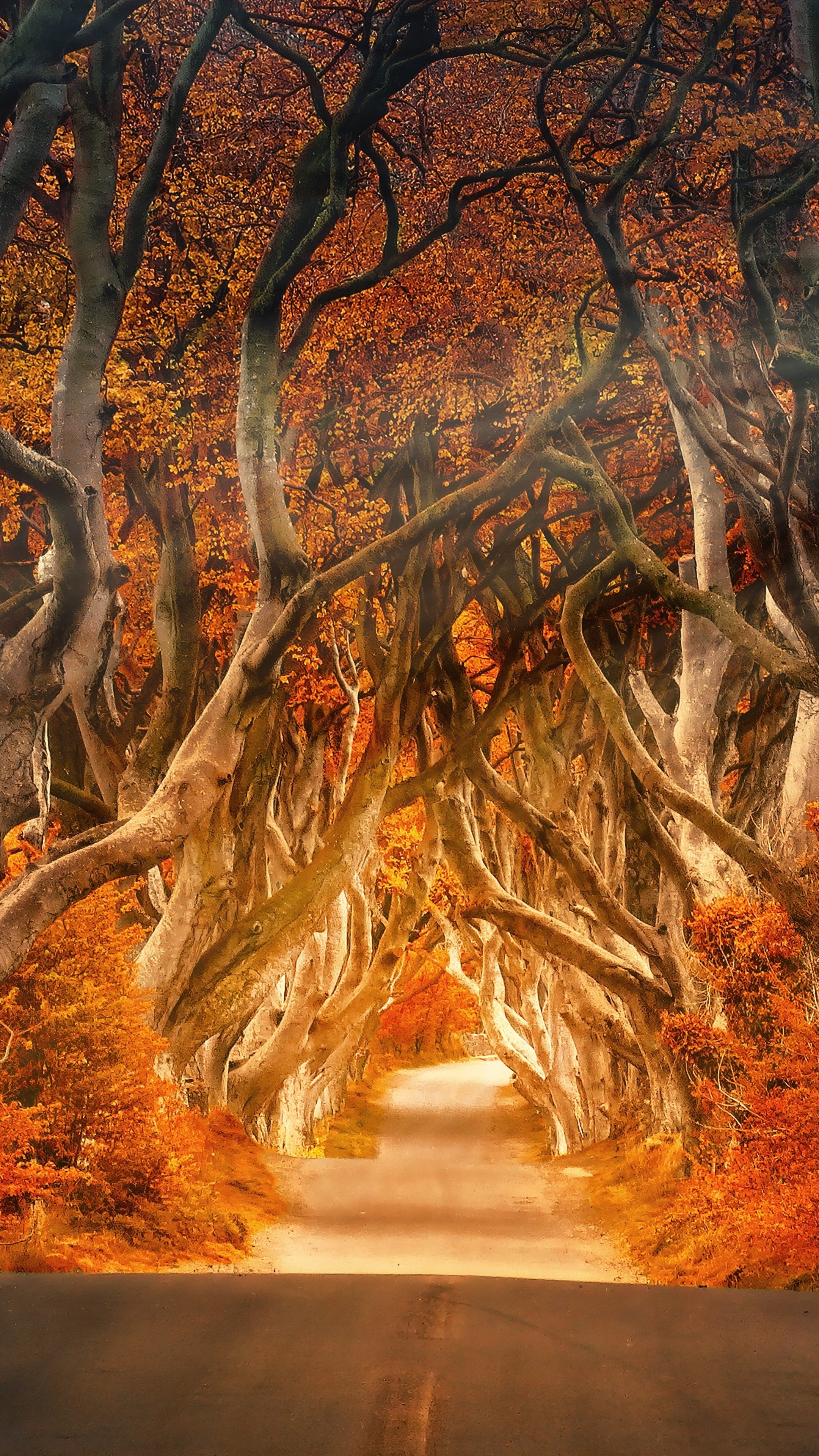 Autumn road through a forest of gnarled trees HD Phone Wallpaper