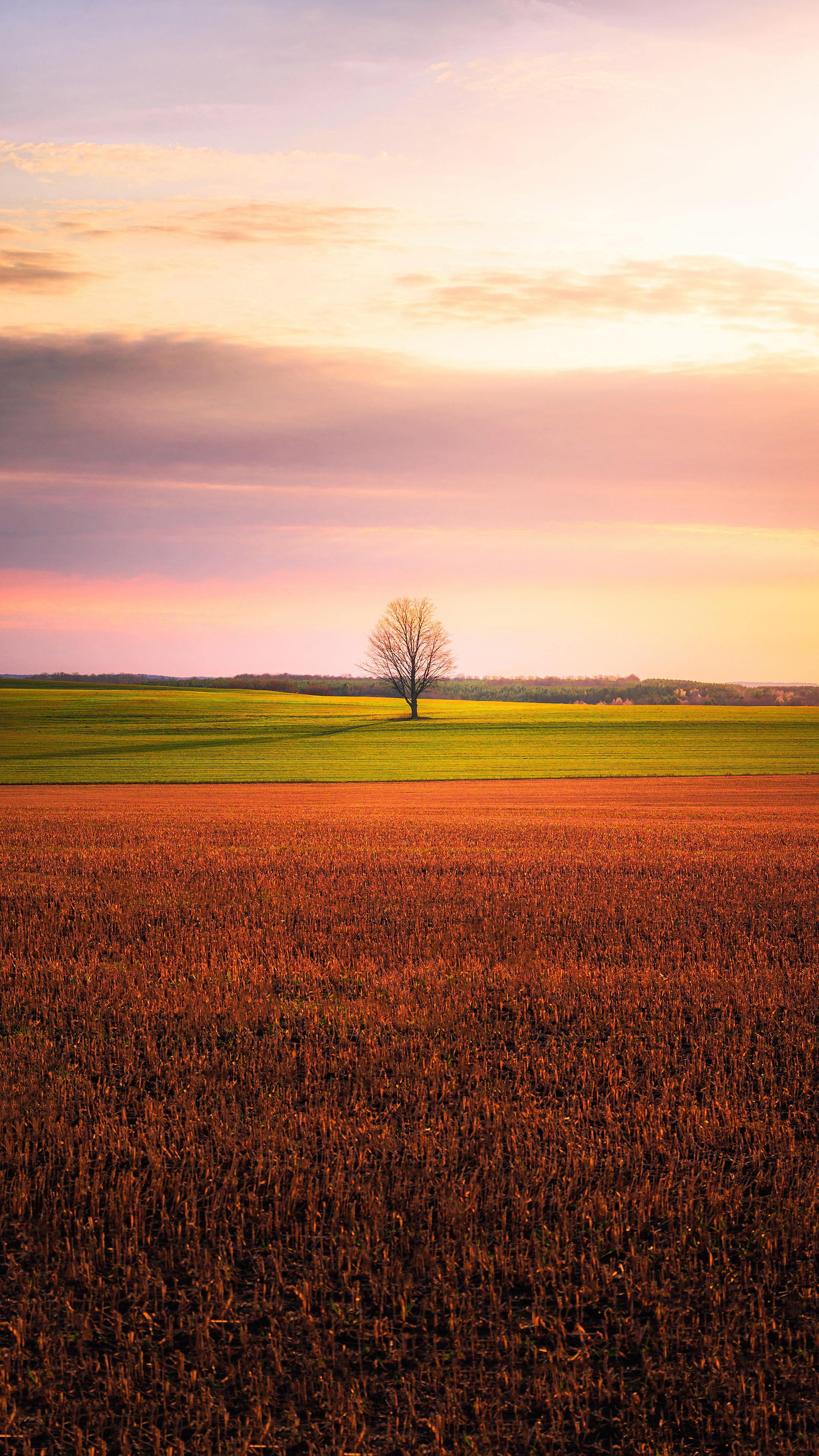 Tree in a field at sunset, 4K HD Phone Wallpaper