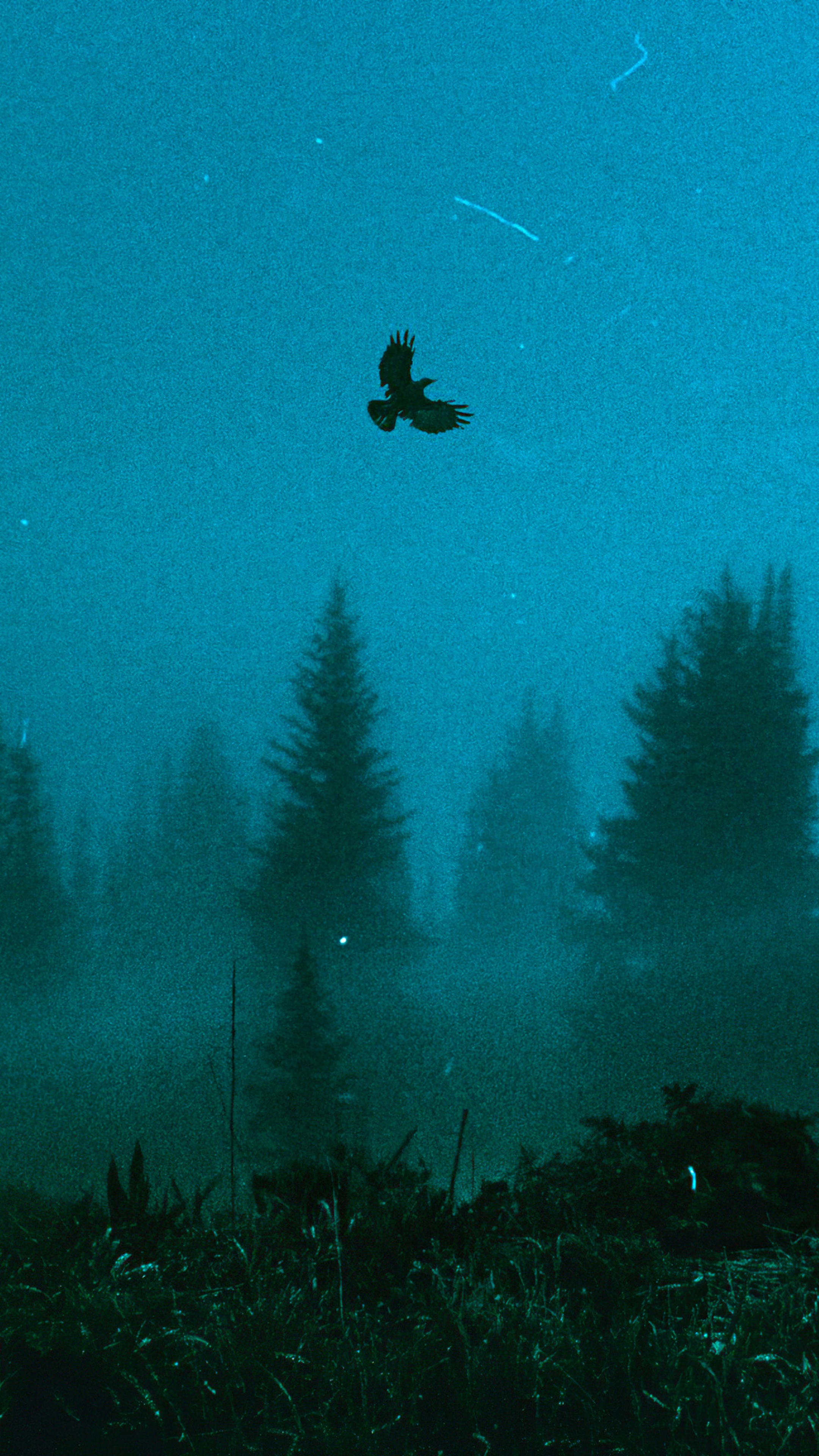 Bird flying over a foggy forest HD Phone Wallpaper