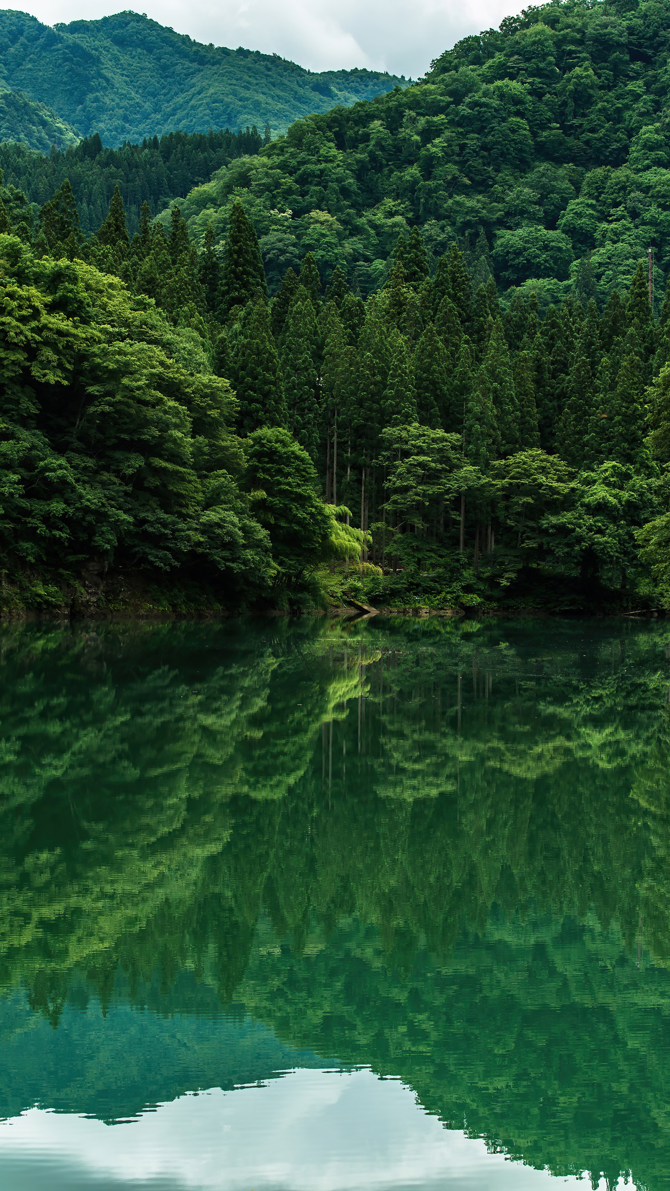 Green forest reflected in a calm lake HD Phone Wallpaper