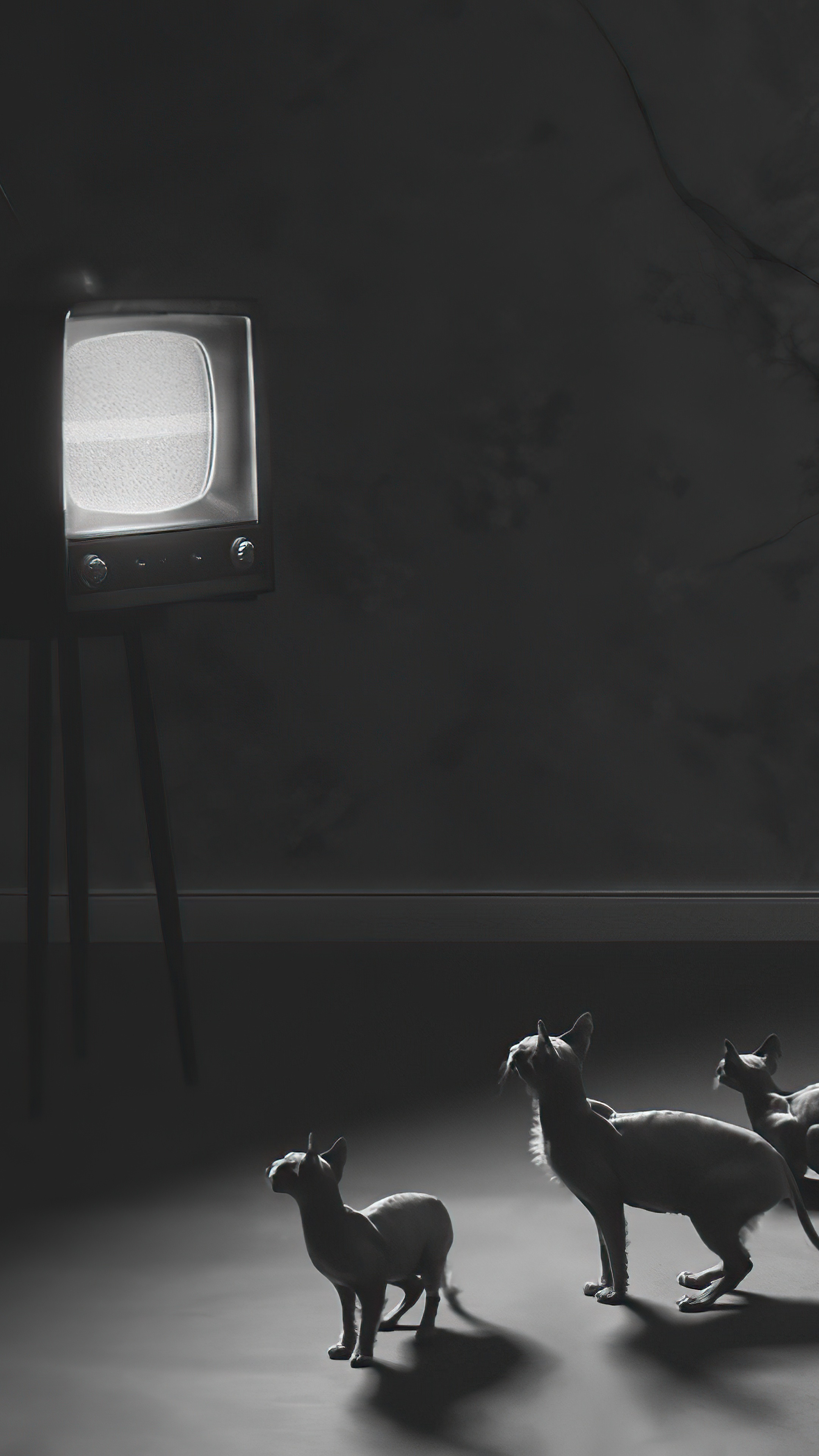 Cats watching a vintage television HD Phone Wallpaper