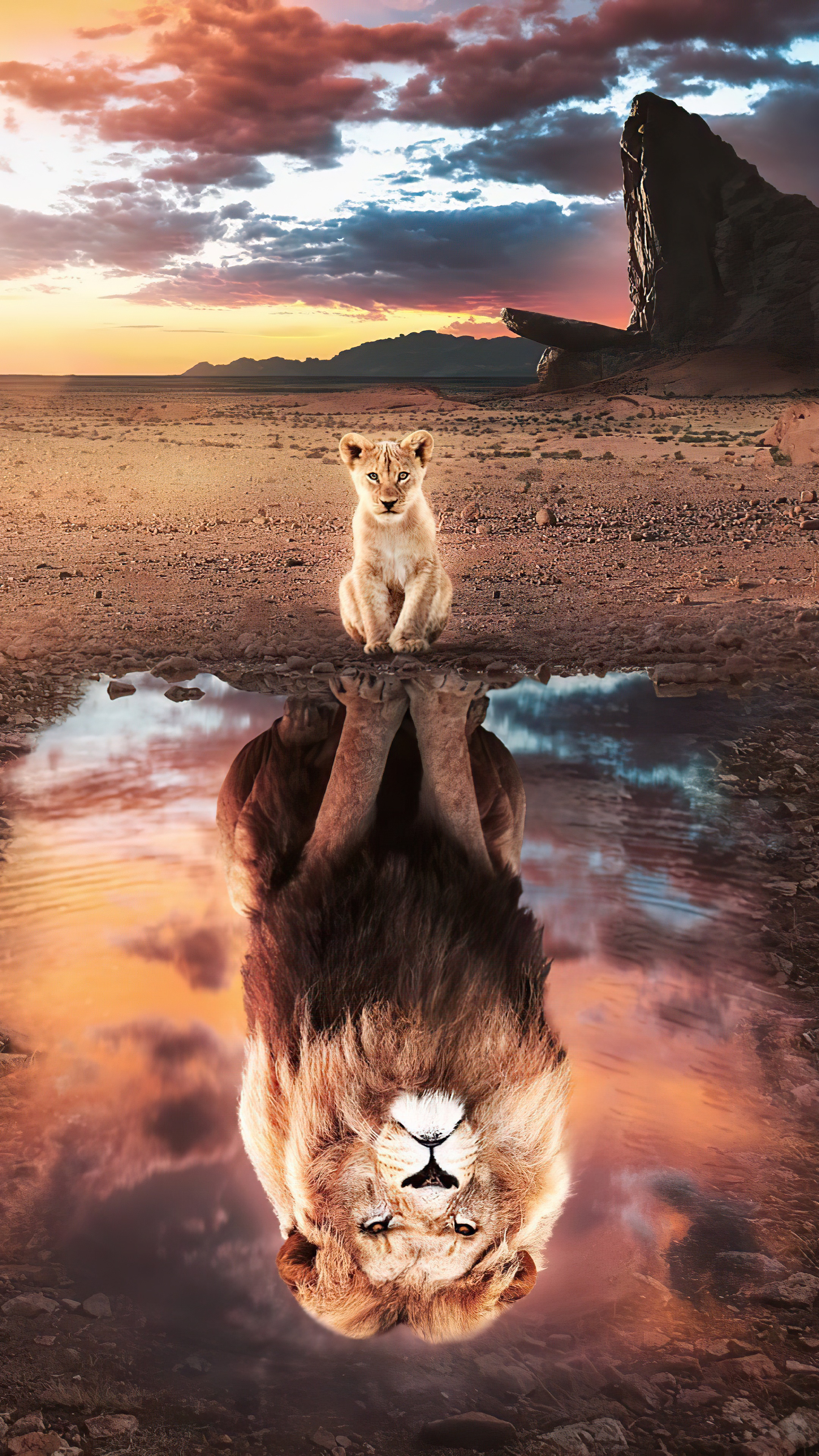 Lion cub reflecting as a majestic lion HD Phone Wallpaper