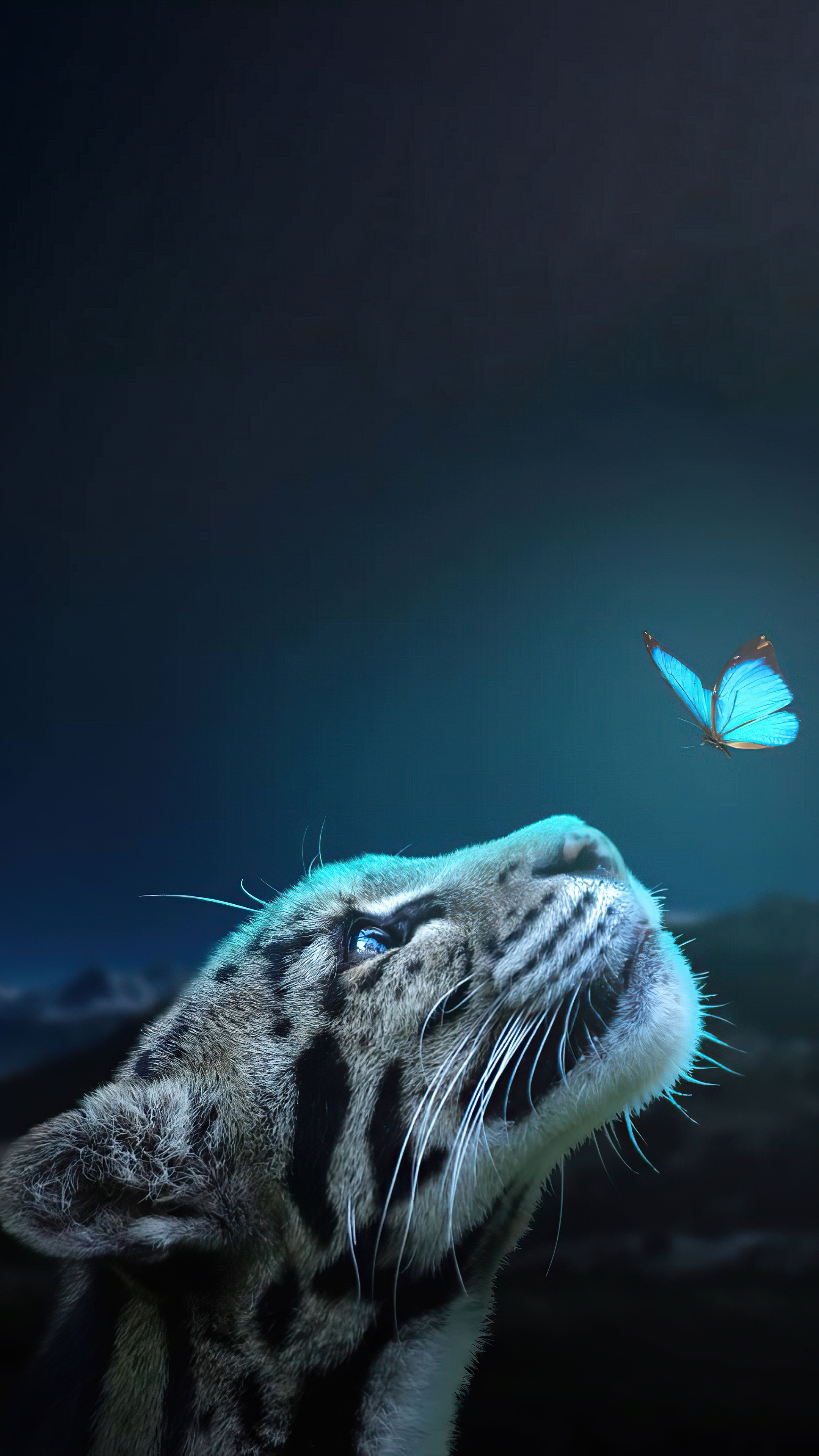 Clouded leopard looking at a blue butterfly HD Phone Wallpaper