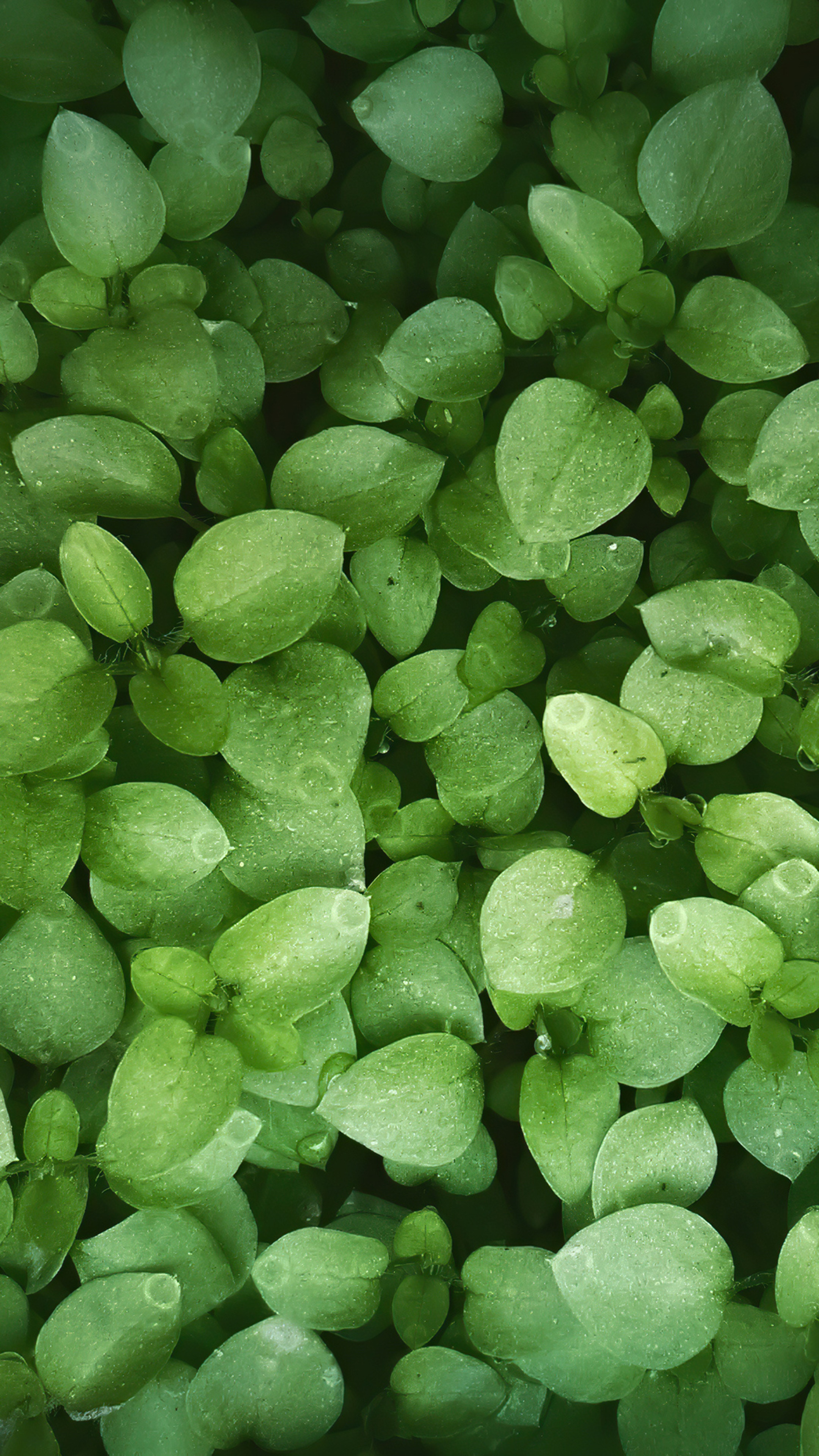 Close-up of green leaves with water droplets HD Phone Wallpaper