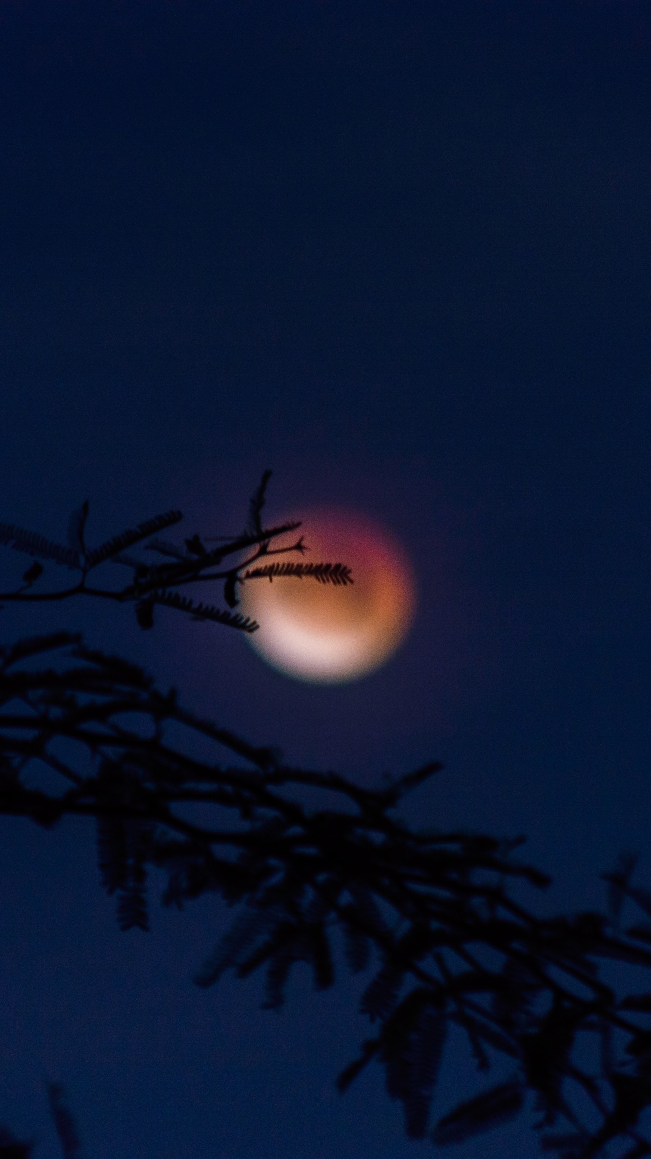Blood Moon behind silhouetted tree branches HD Phone Wallpaper