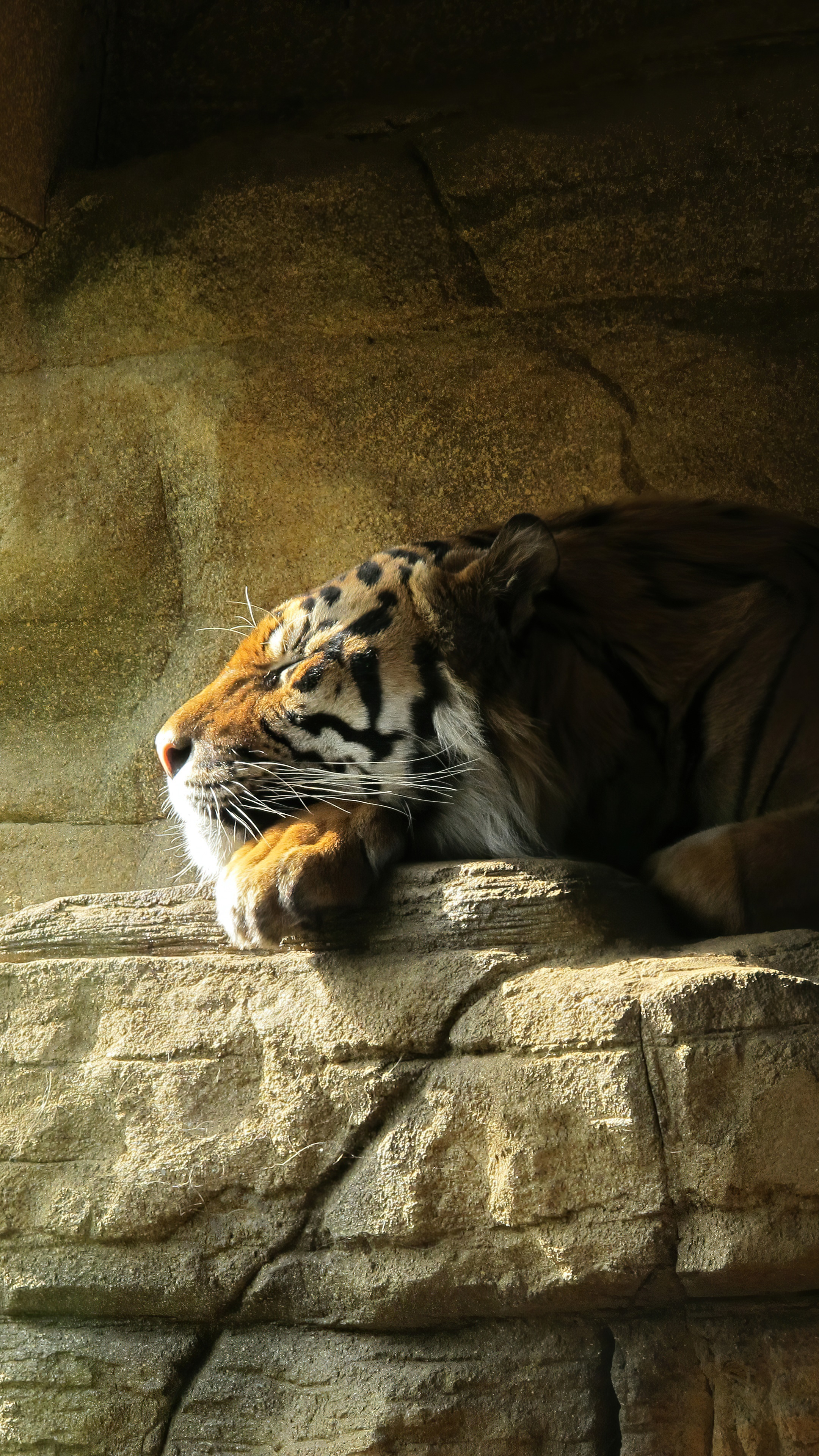 Tiger resting on rocks HD Phone Wallpaper