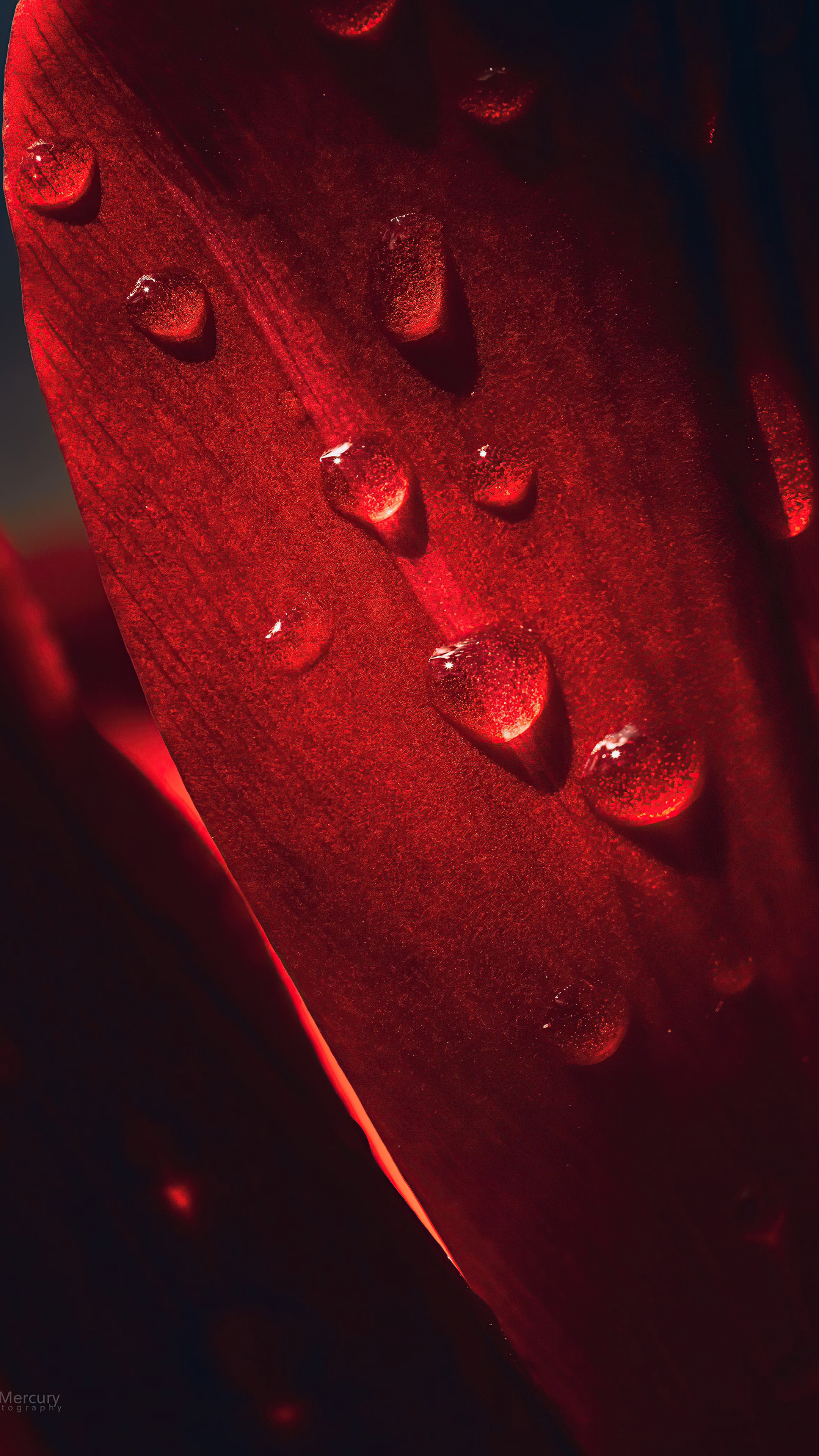 Macro photography of red petal with water drops HD Phone Wallpaper