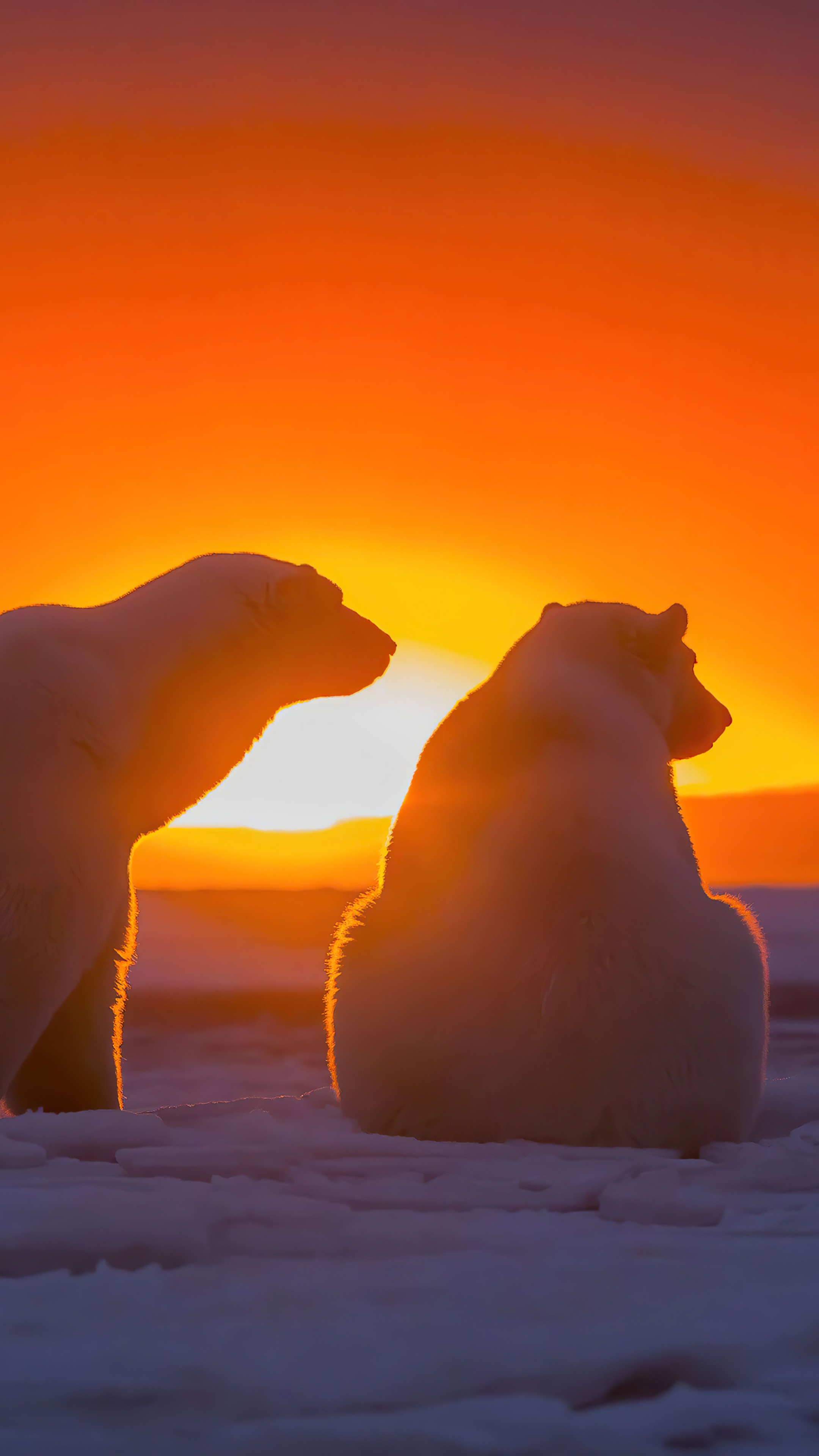 Two polar bears at sunset 4K HD Phone Wallpaper