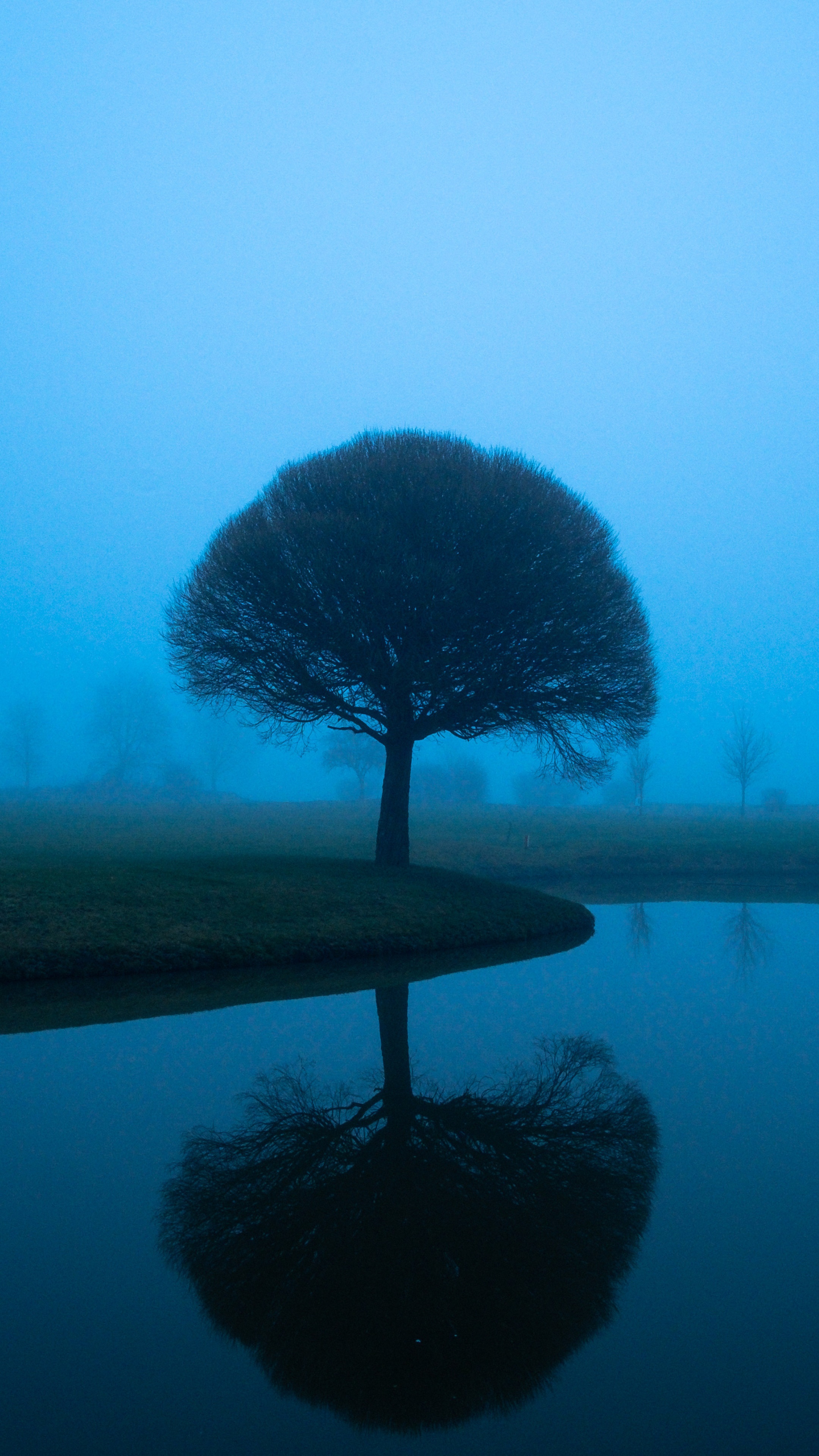 Tree in mist by water HD Phone Wallpaper