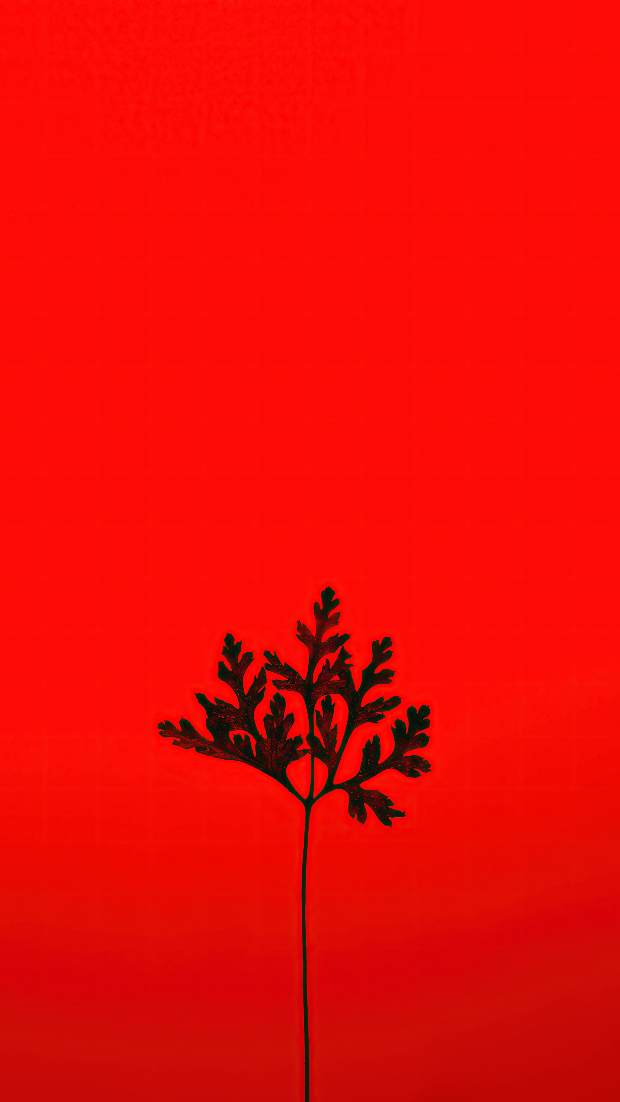 Black fern leaf on red background HD Phone Wallpaper