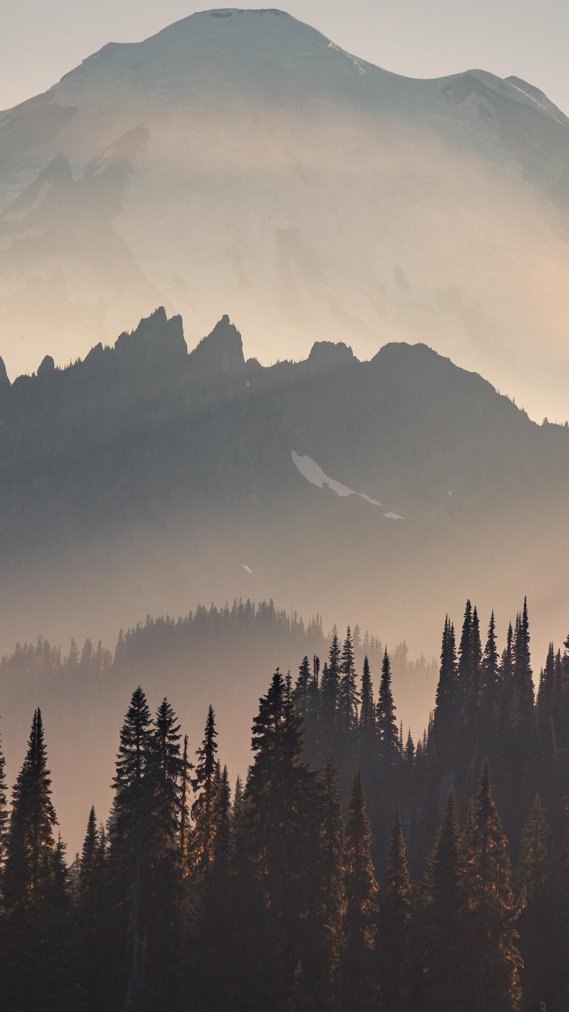 Misty mountains and pine forest at sunset HD Phone Wallpaper