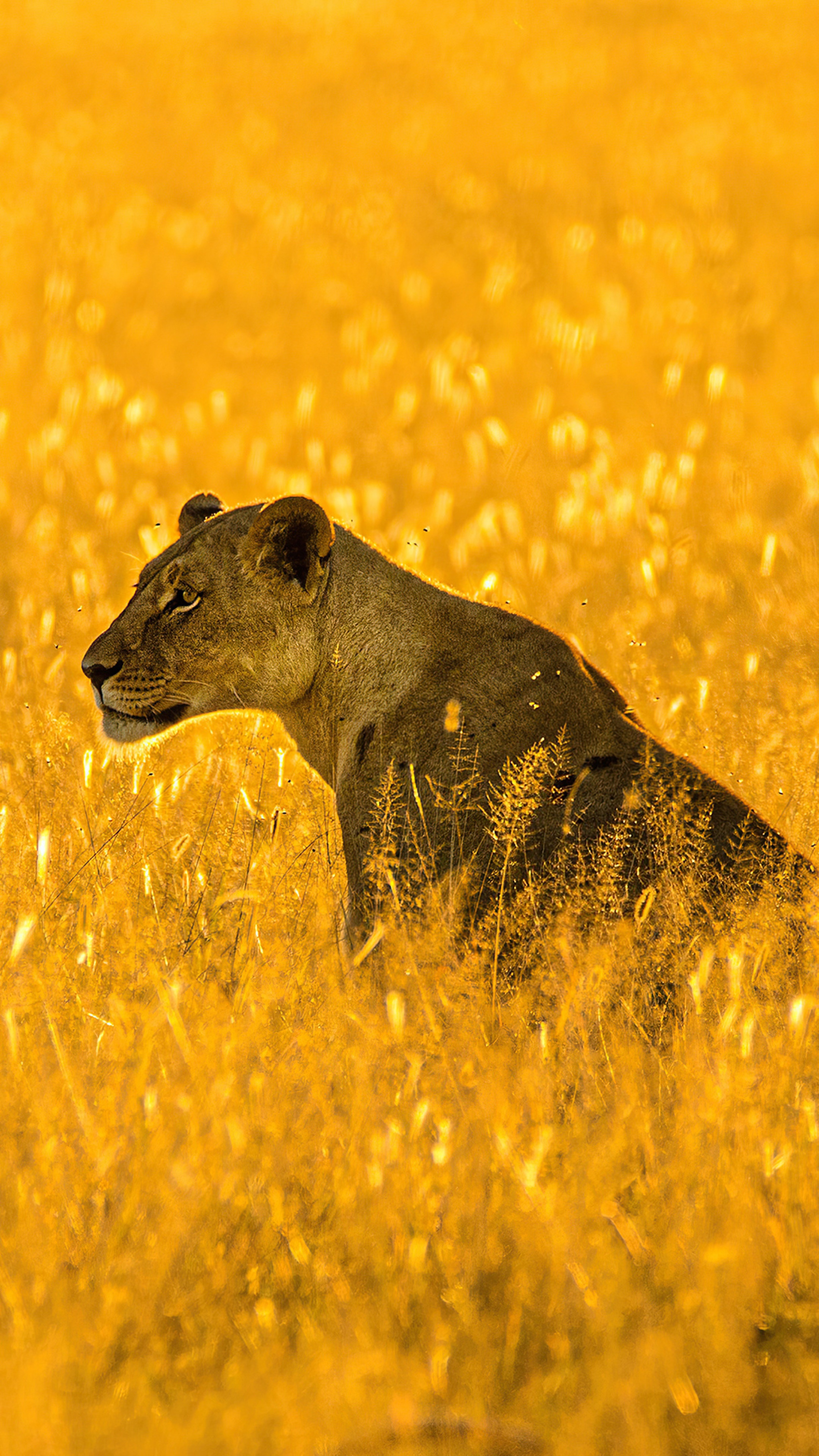 Lioness in golden tall grass, 4K HD Phone Wallpaper