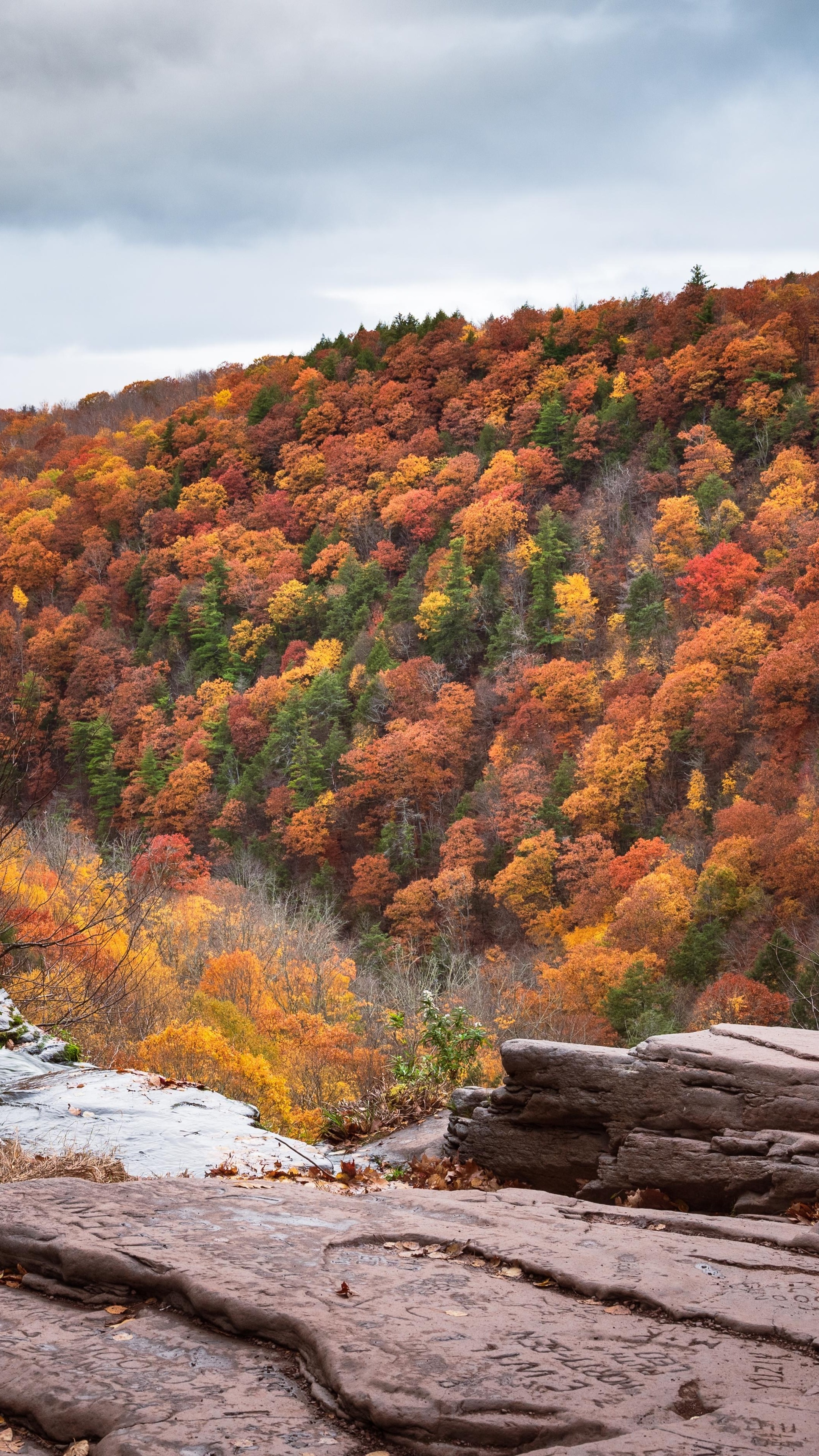 Autumn forest on a hillside with rocky foreground HD Phone Wallpaper