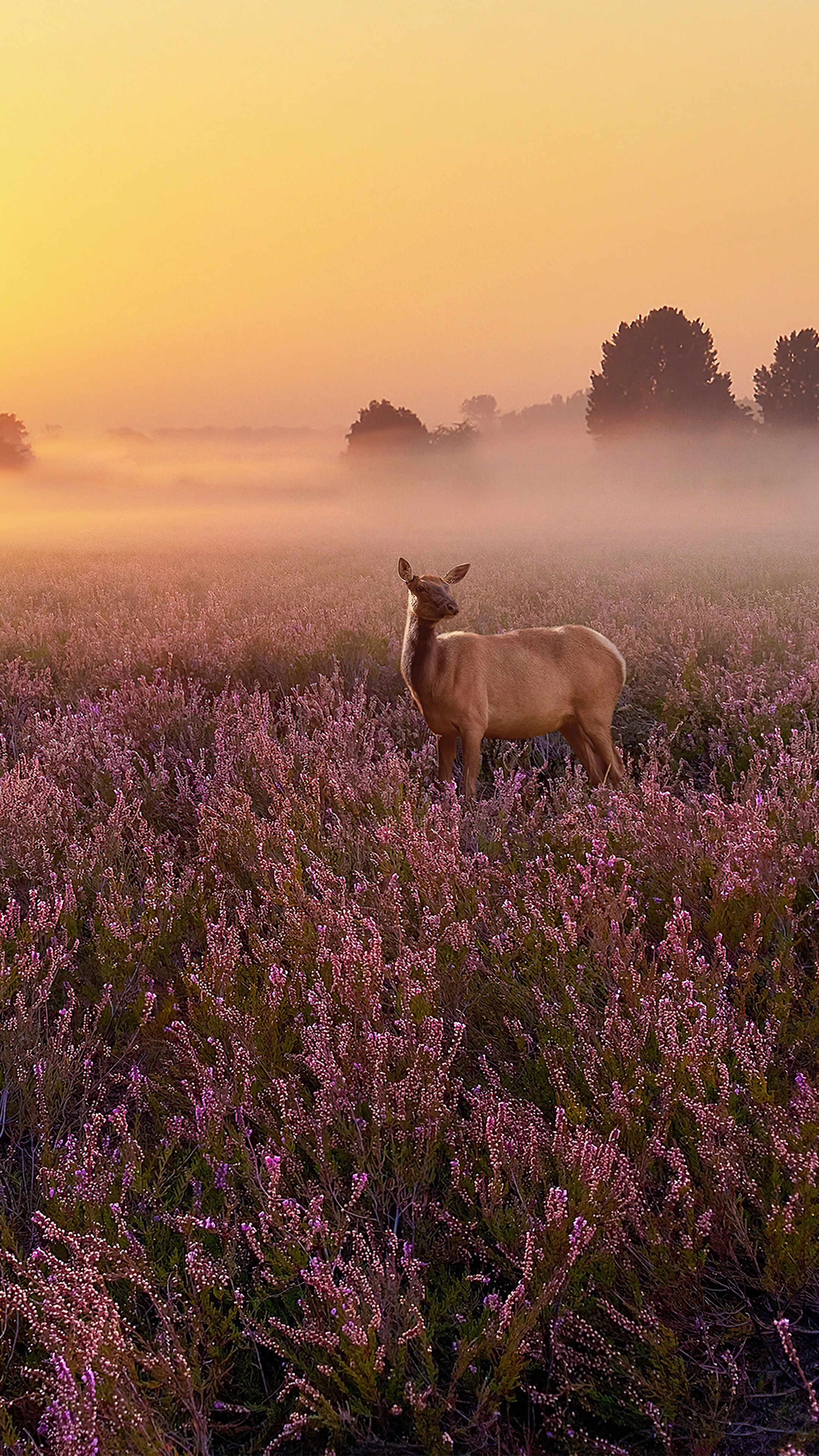 Deer in a field of flowers at sunrise HD Phone Wallpaper