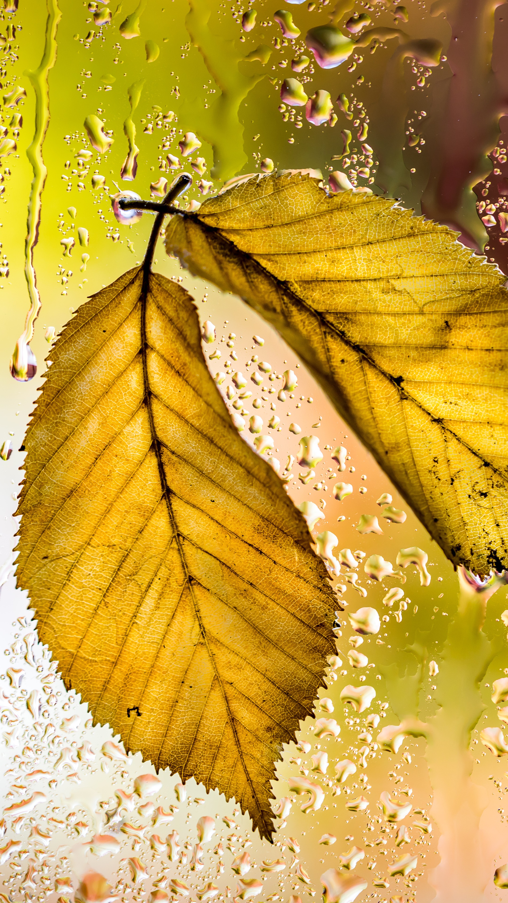 Autumn leaves with water droplets on glass 4K HD Phone Wallpaper