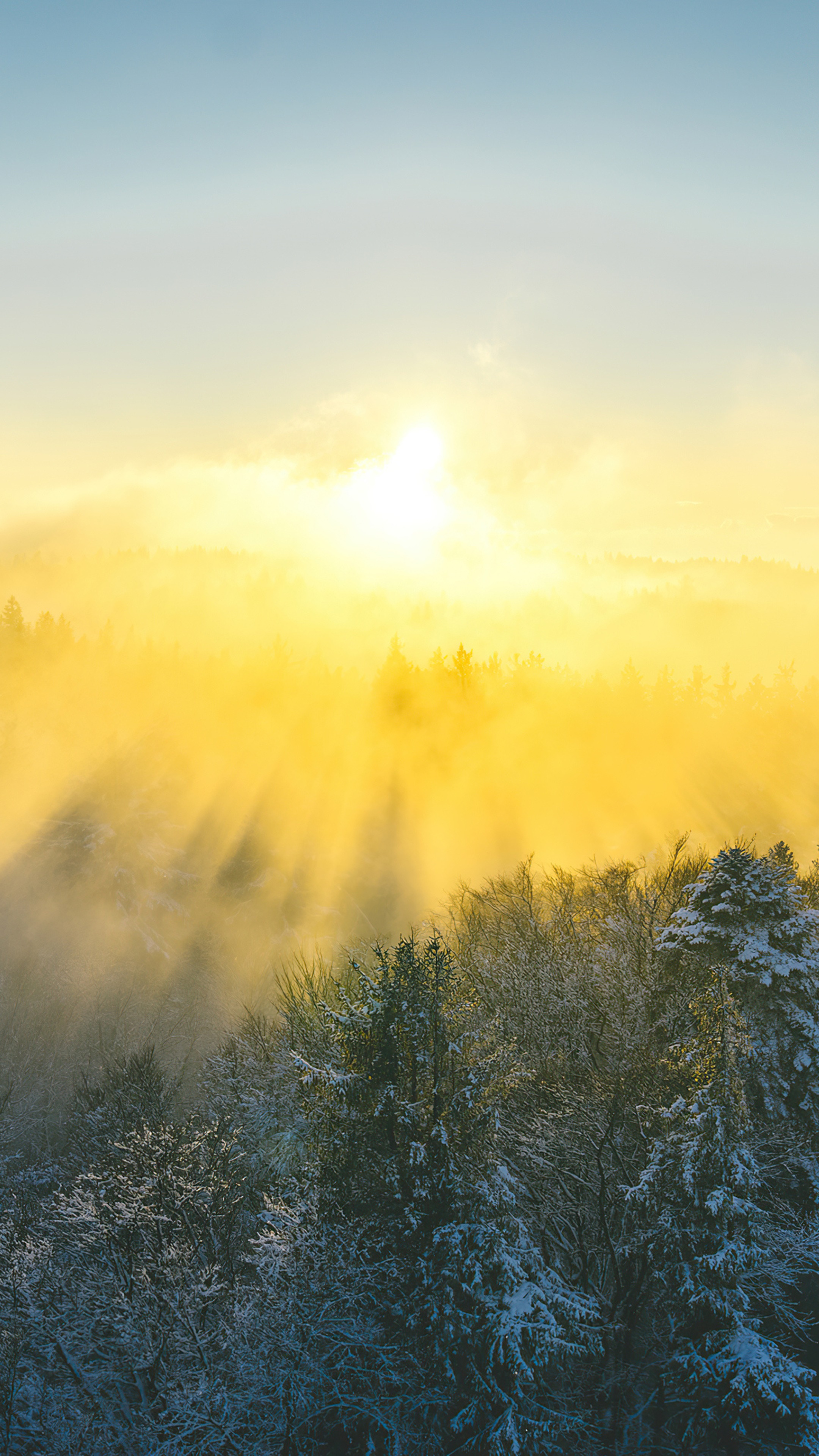 Sunrise over misty forest with snow-covered trees HD Phone Wallpaper