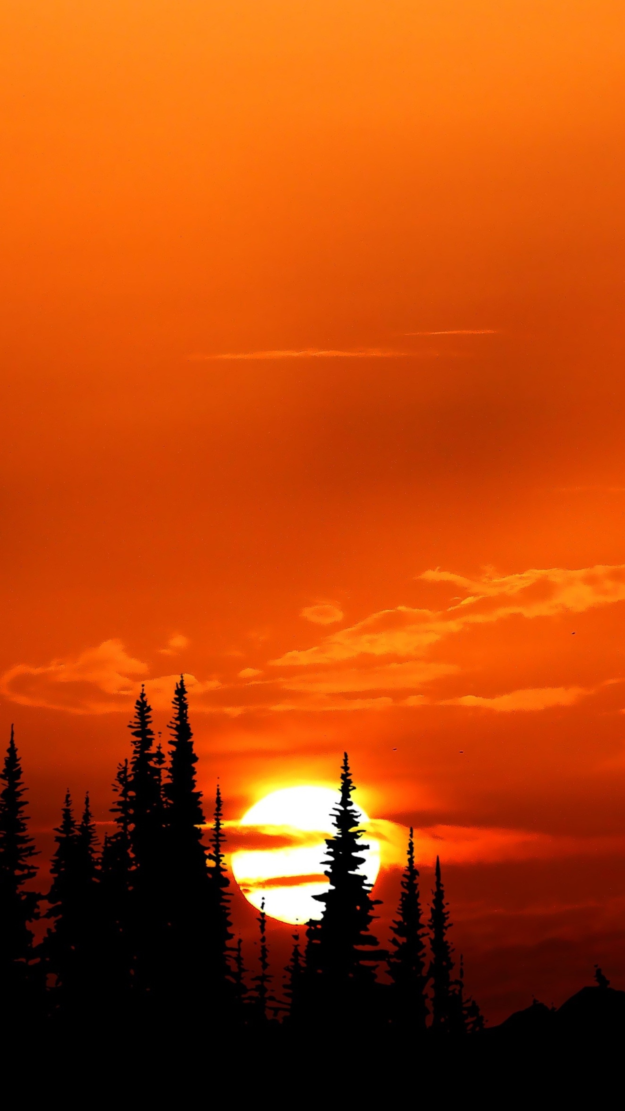 Sunset over Silhouetted Trees HD Phone Wallpaper