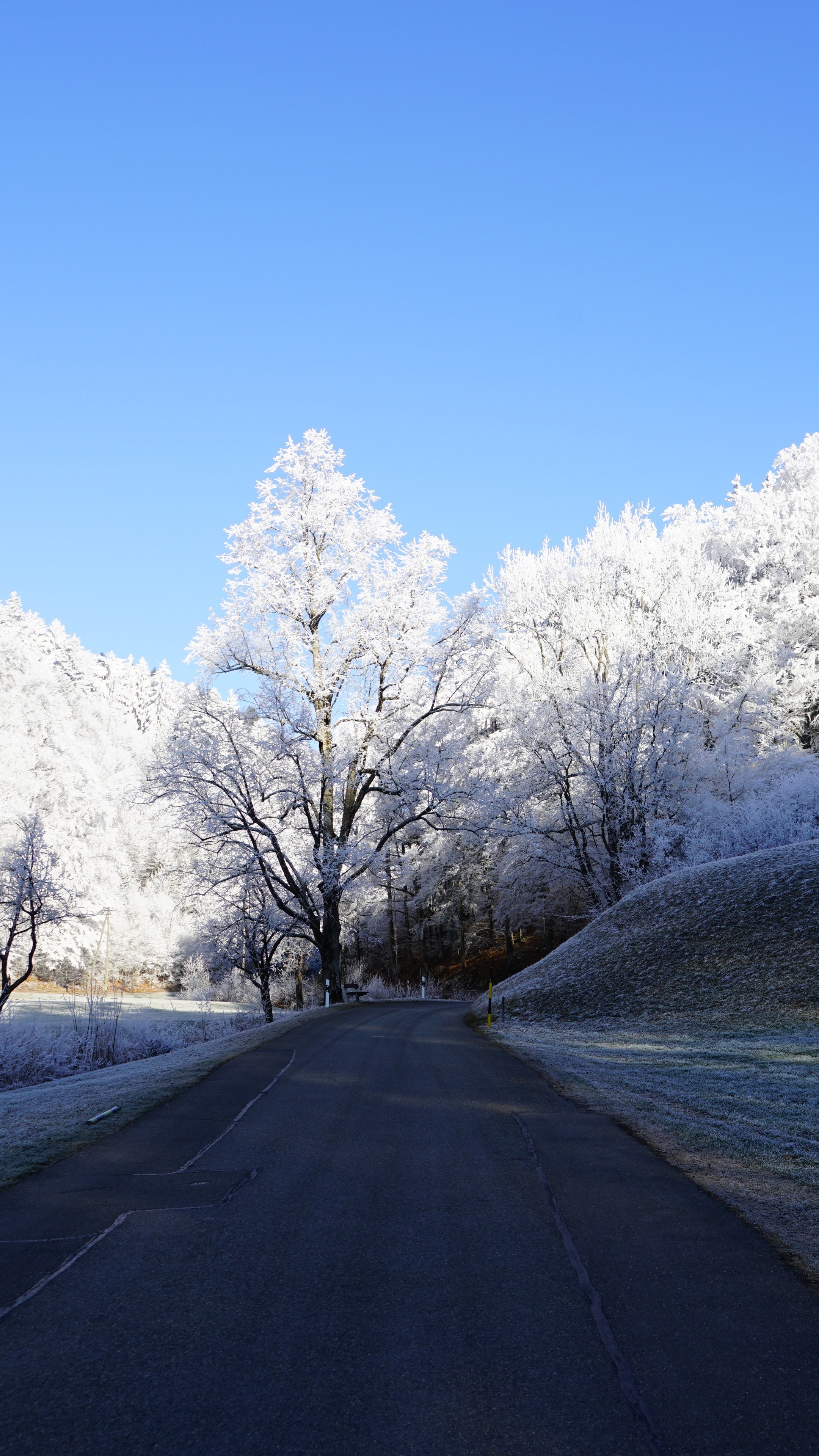 Road through a frosted forest under a clear blue sky HD Phone Wallpaper