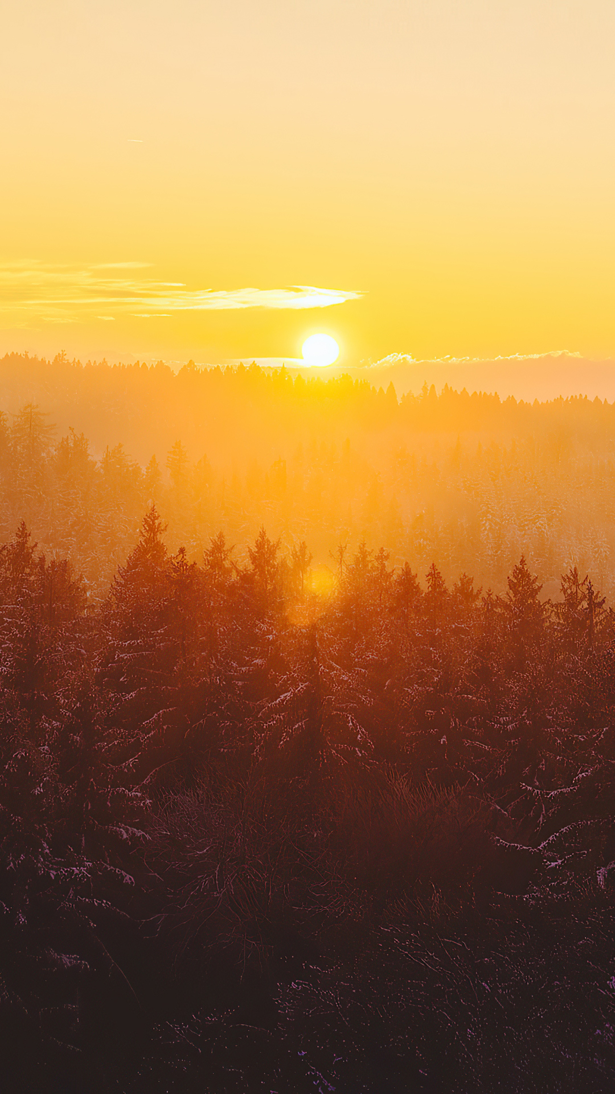 Sunset over a misty forest landscape HD Phone Wallpaper