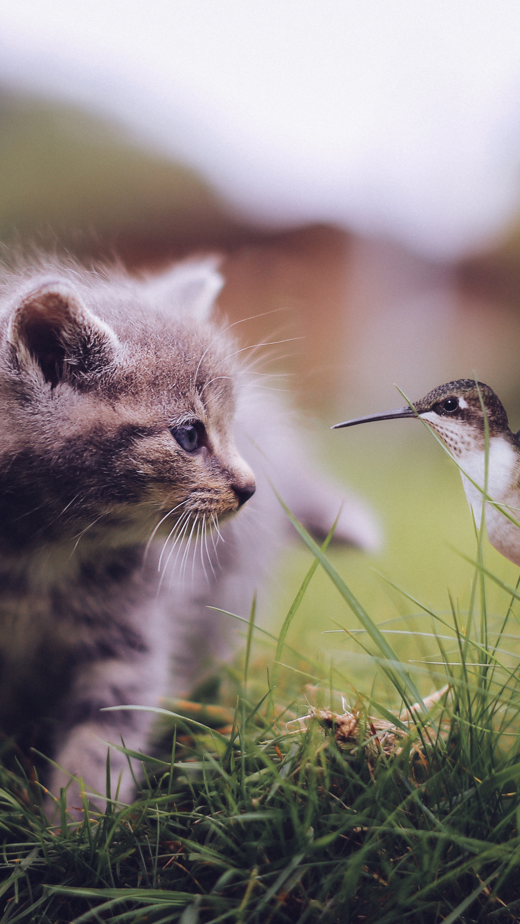 Kitten and hummingbird in grass, 4K HD Phone Wallpaper