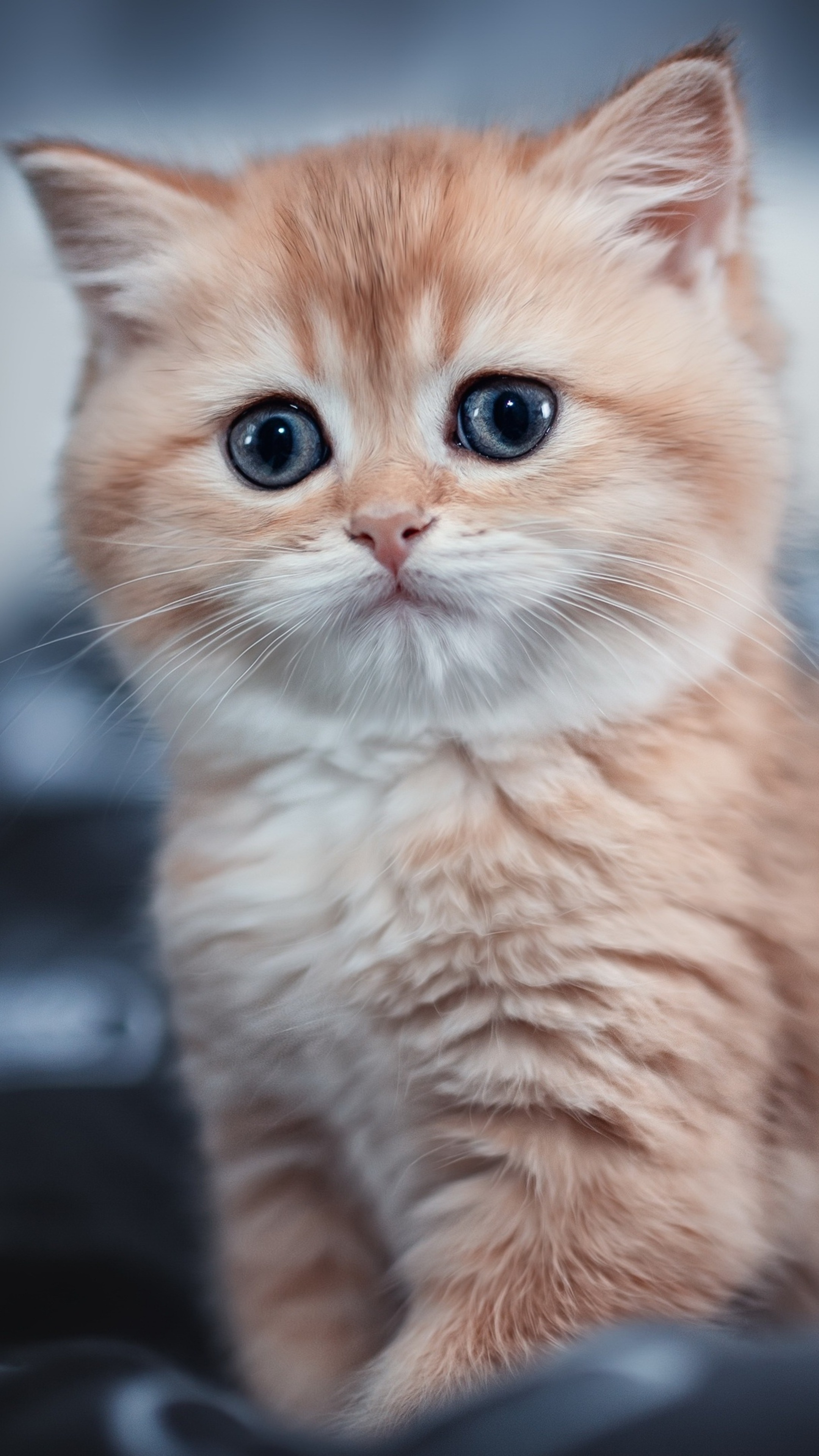 Close-up of a fluffy ginger kitten with blue eyes HD Phone Wallpaper