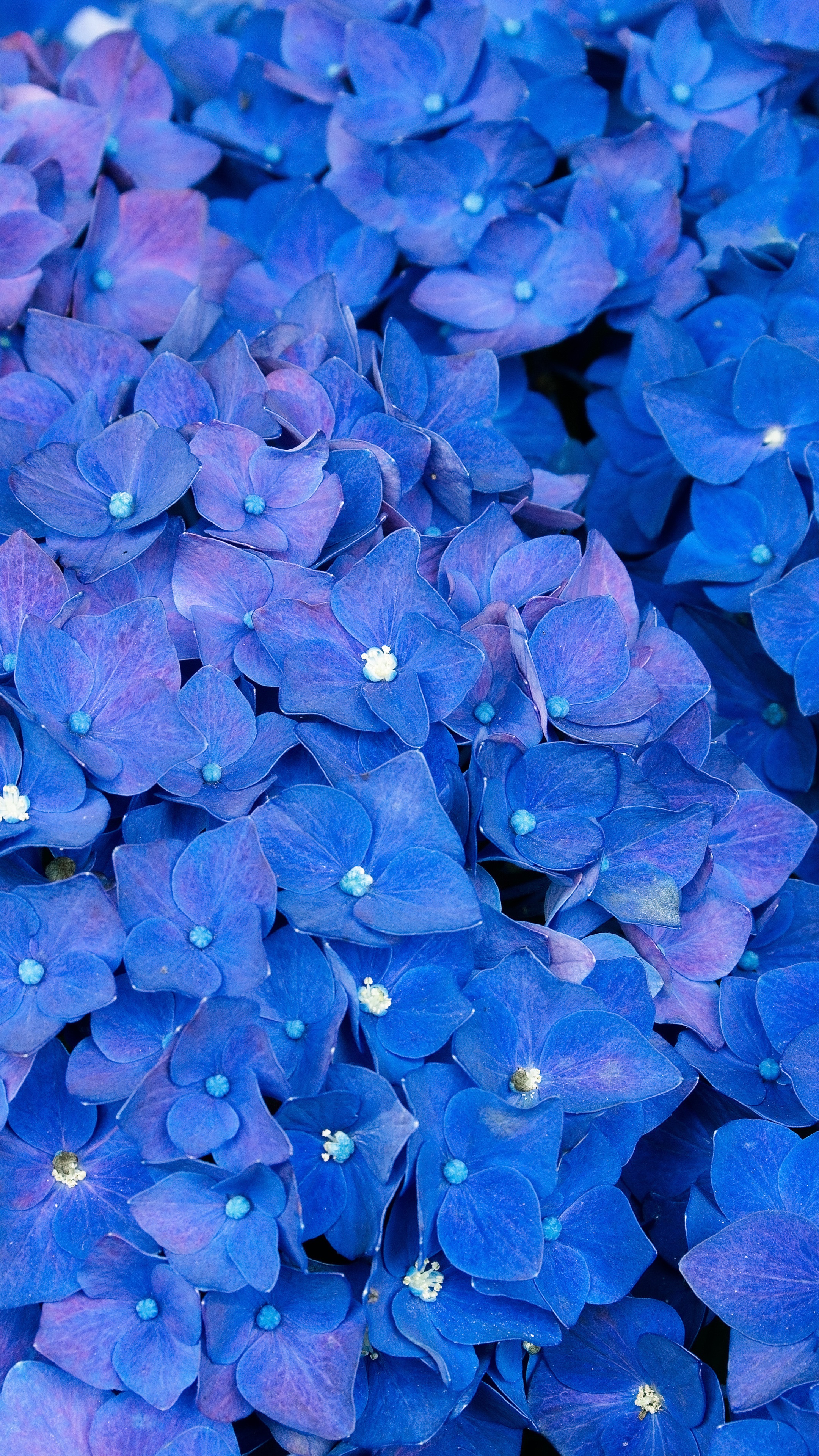 Close-up of blue and violet hydrangeas HD Phone Wallpaper