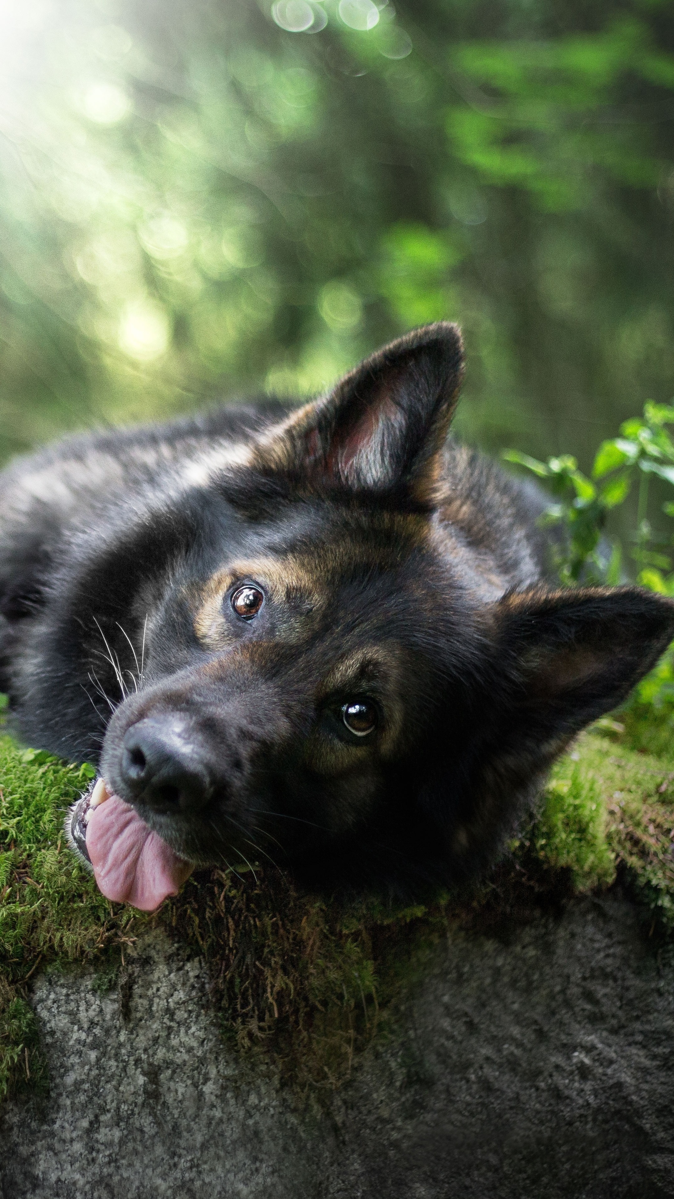 German Shepherd dog lying on mossy rock in forest HD Phone Wallpaper