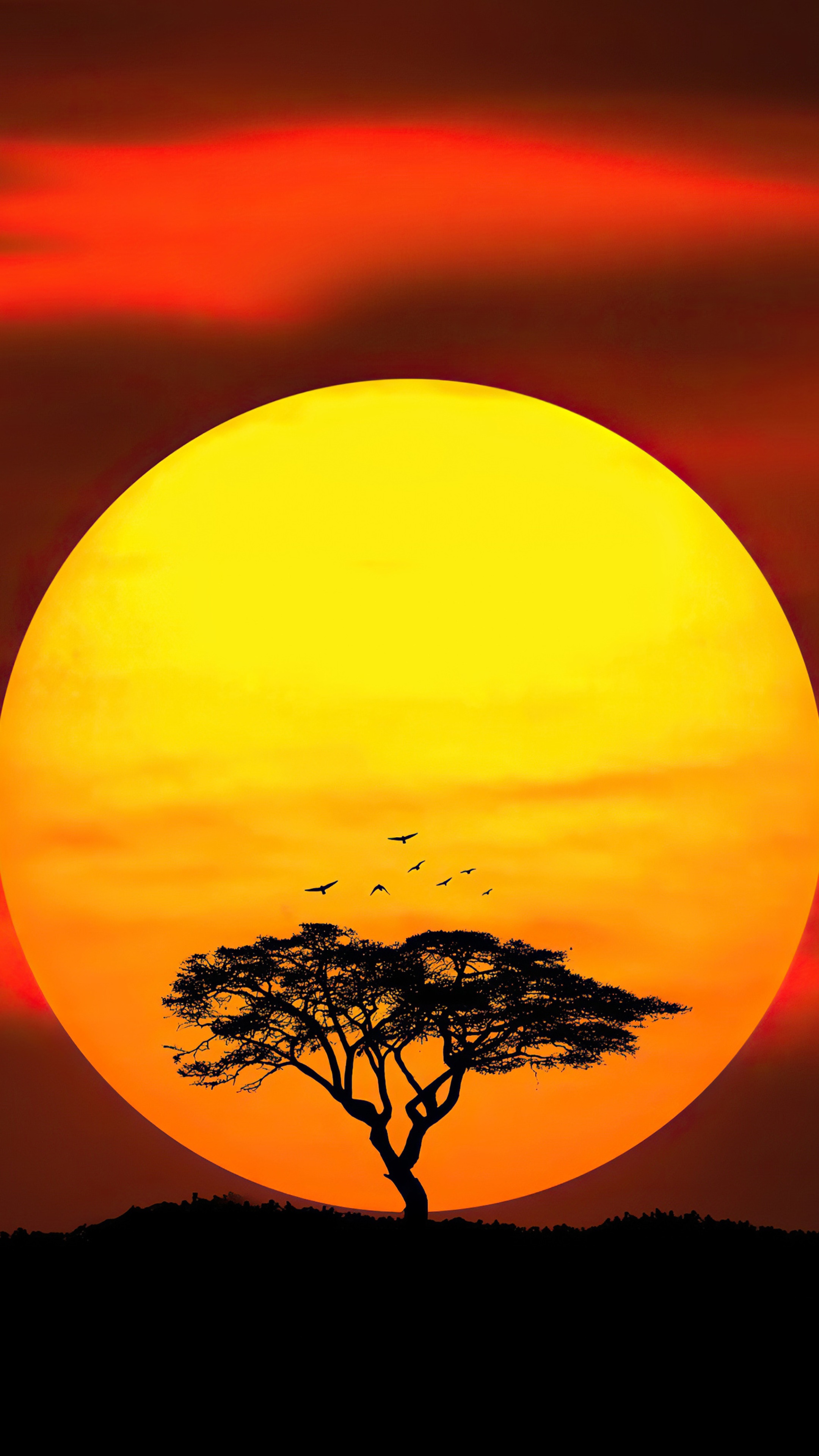 Sunset over African savanna with acacia tree and birds HD Phone Wallpaper