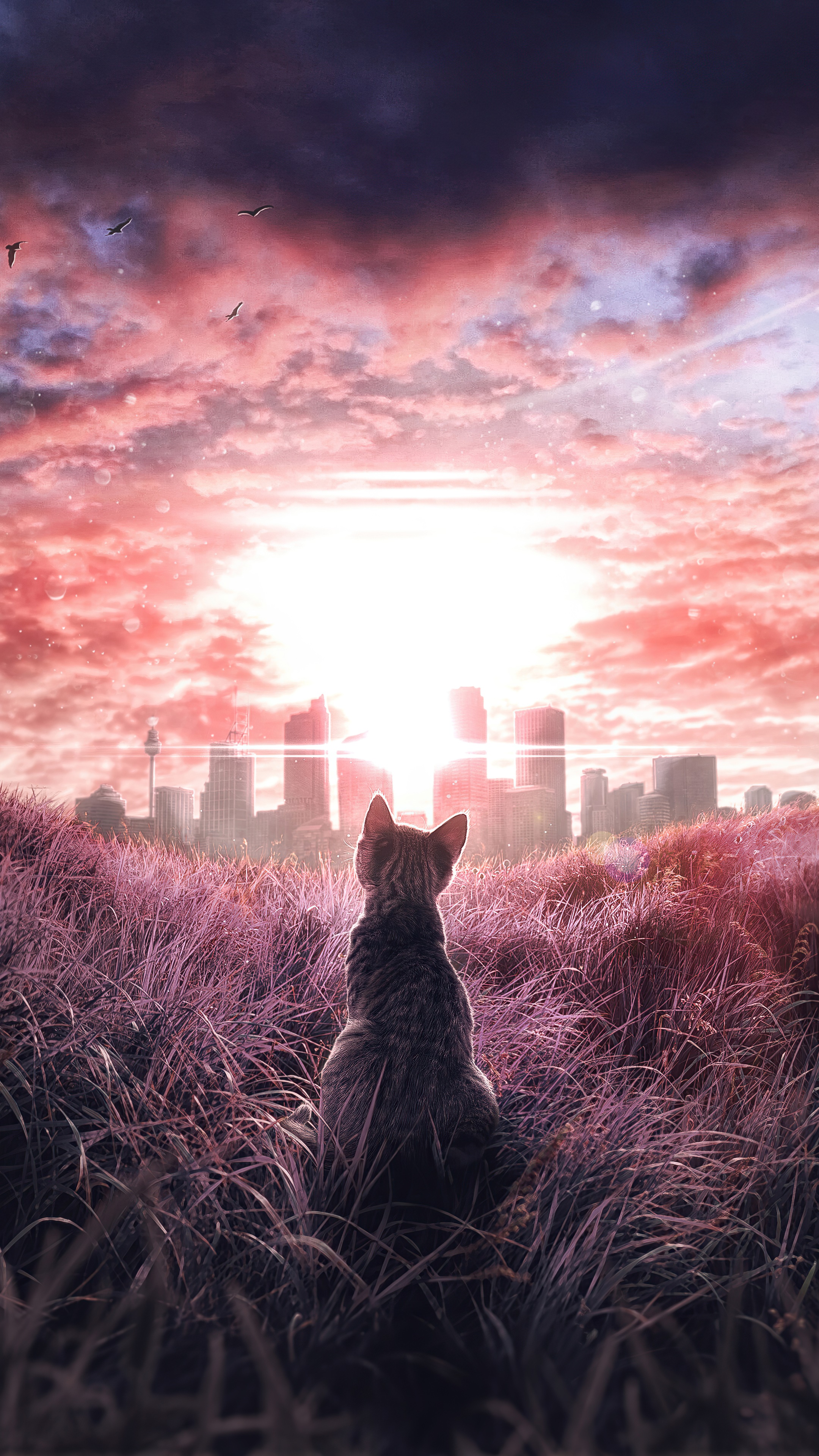 Cat looking at city skyline at sunset HD Phone Wallpaper