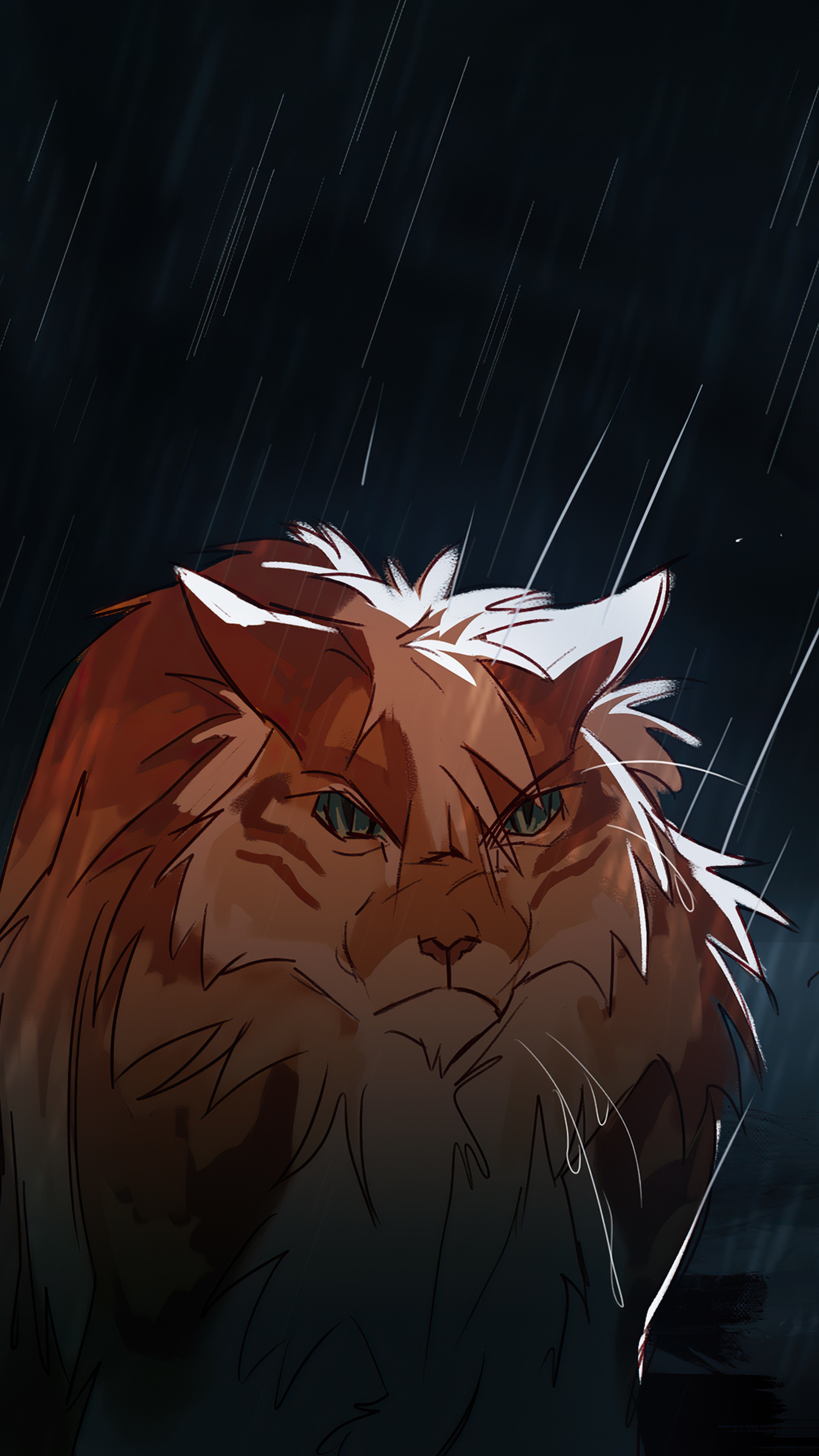 Orange tabby cat in the rain HD Phone Wallpaper