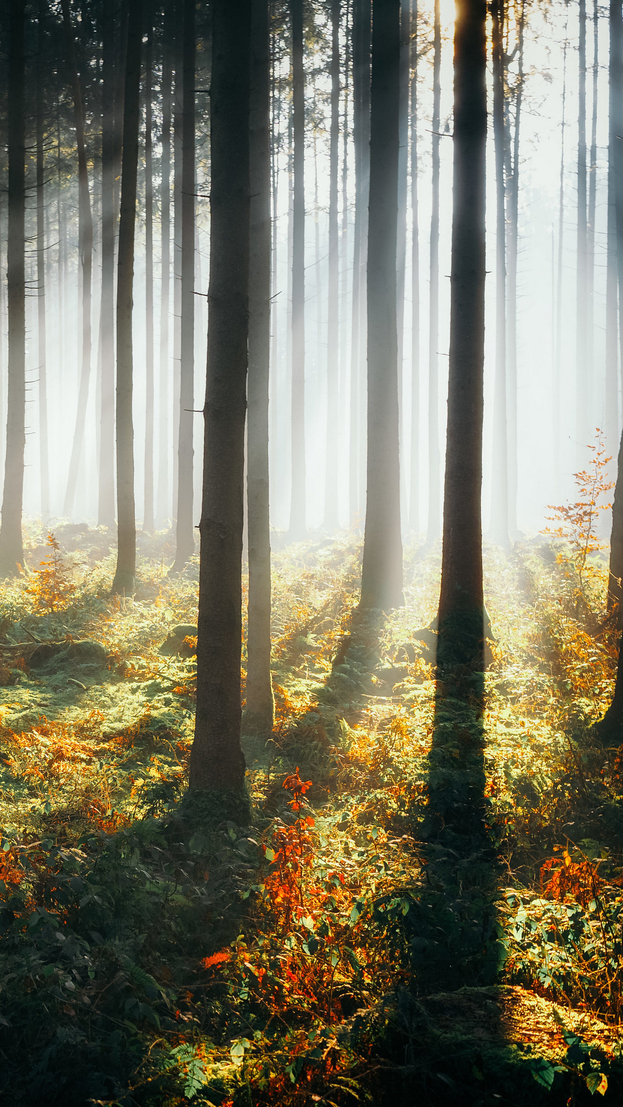 Forest with sunbeams and mist 4K HD Phone Wallpaper