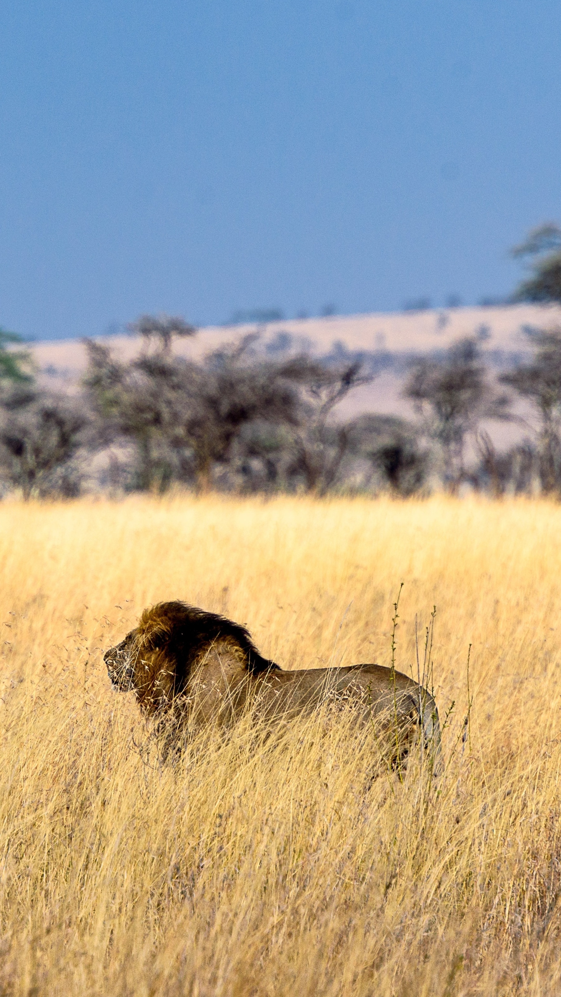 Lion in a dry grassy field HD Phone Wallpaper