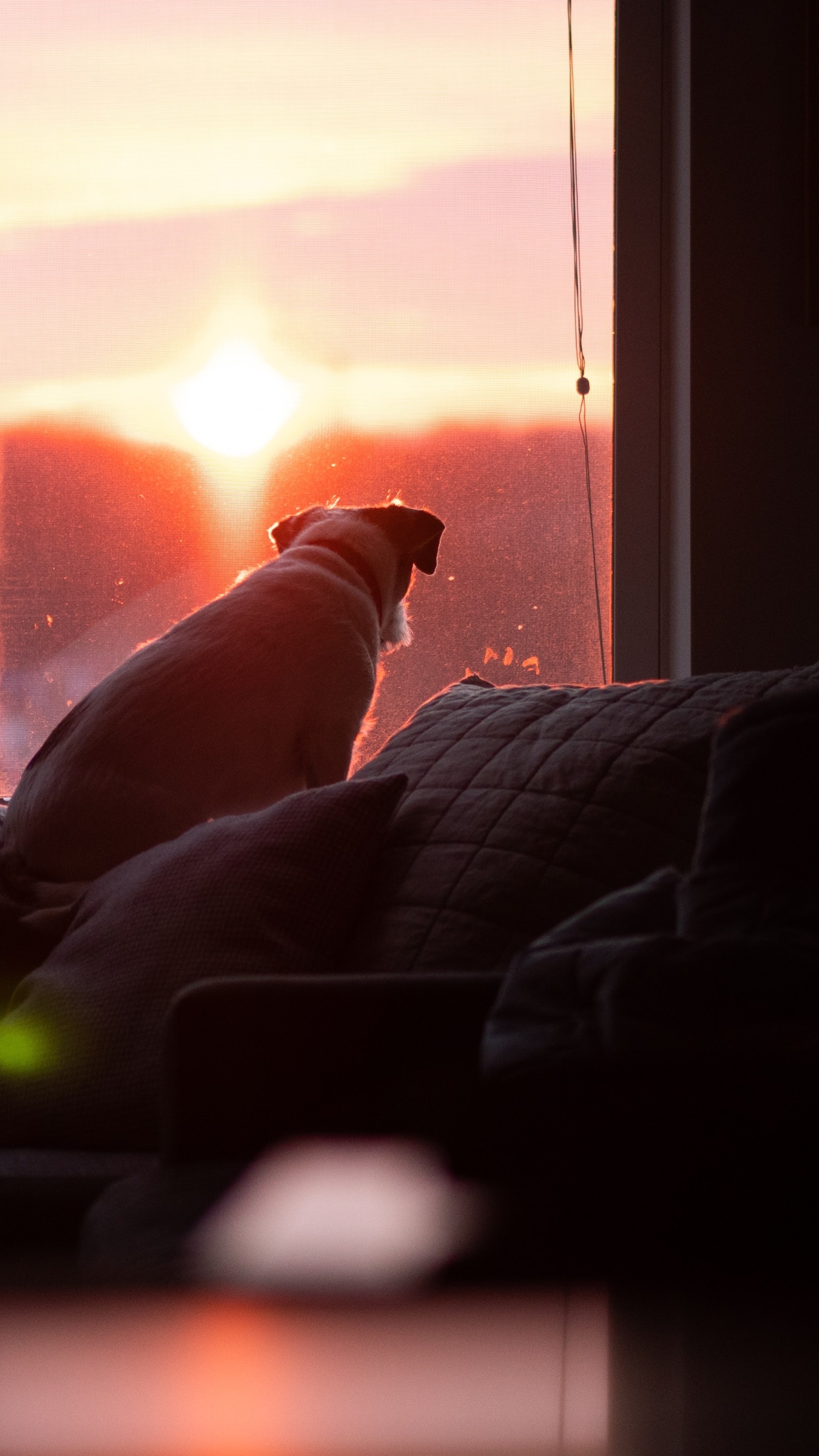 Dog watching sunset from a couch HD Phone Wallpaper