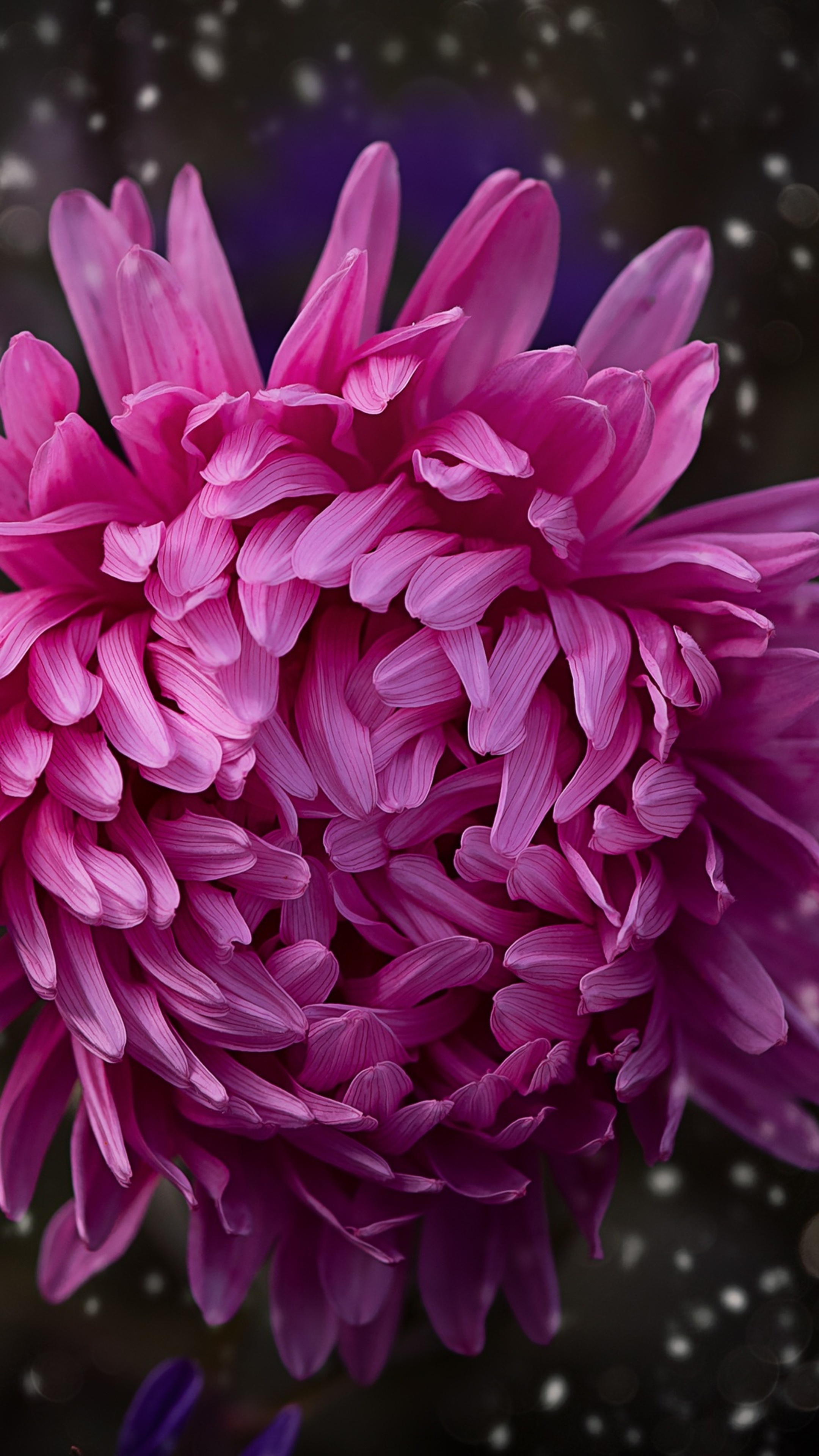 Close-up of a pink aster flower HD Phone Wallpaper