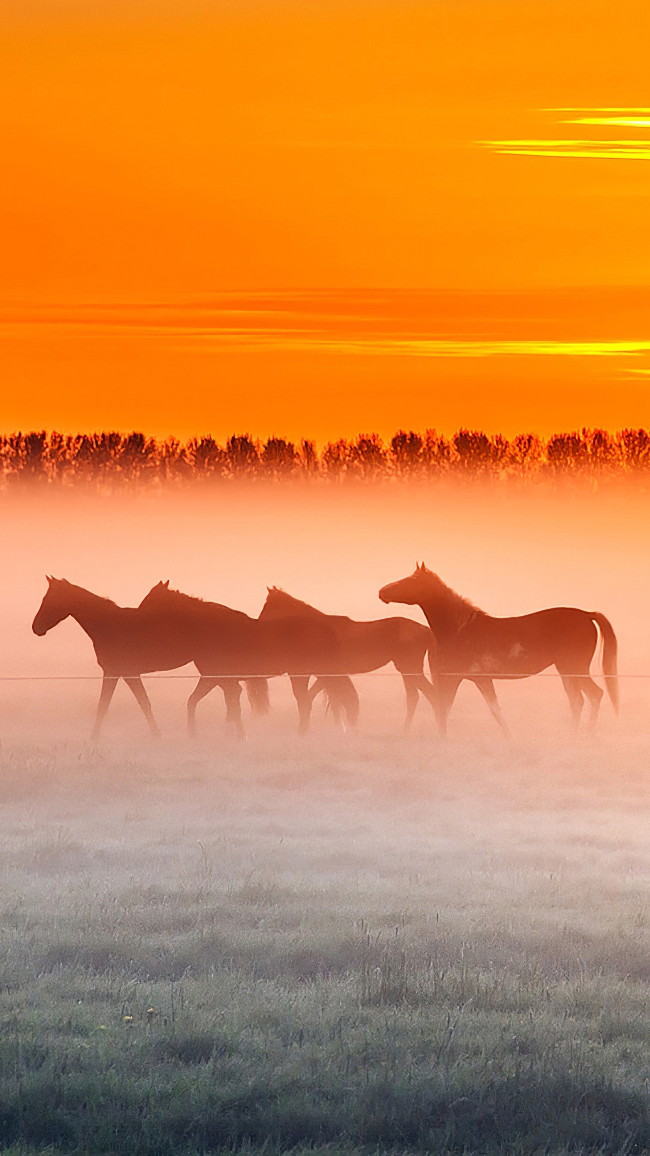 Horses in a misty field at sunrise HD Phone Wallpaper