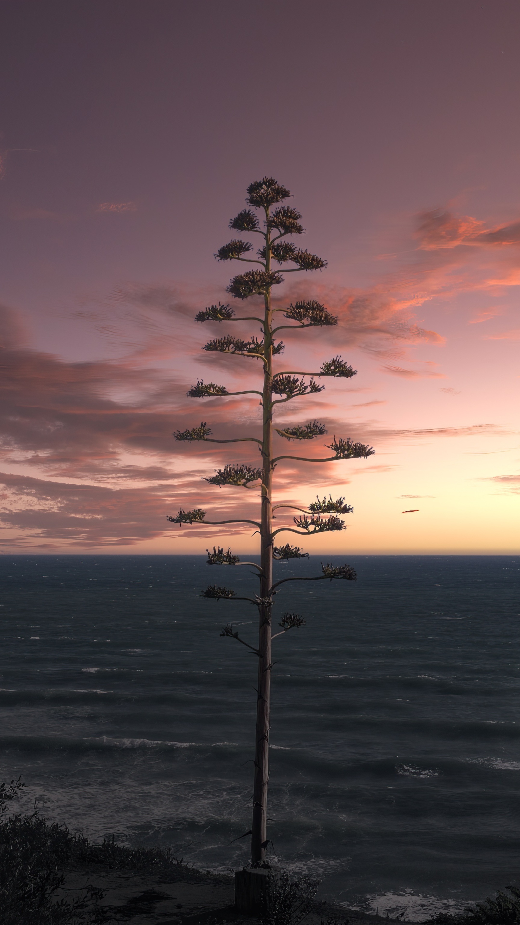 Agave tree by the ocean at sunset HD Phone Wallpaper