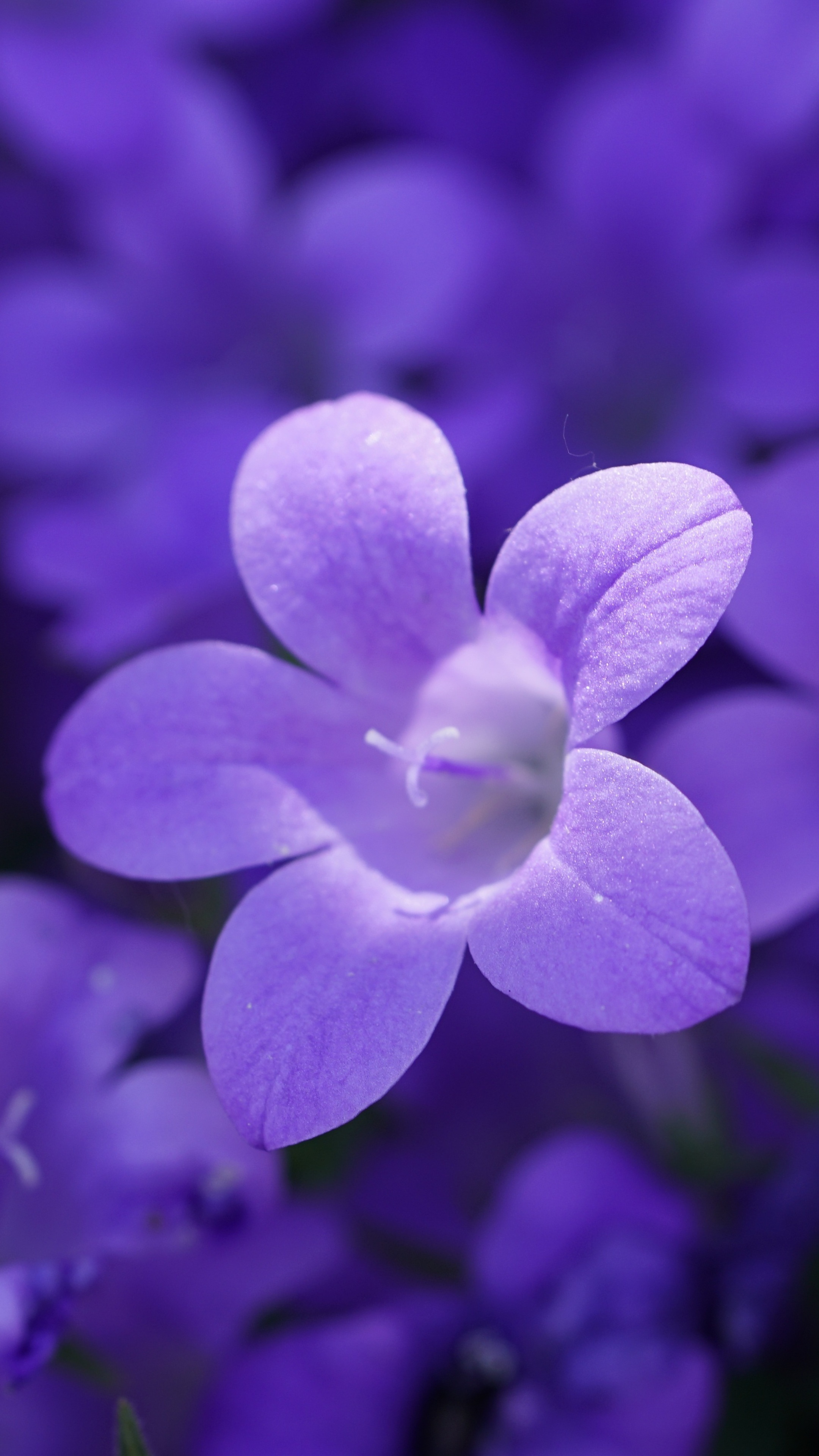 Purple flowers in macro photography HD Phone Wallpaper