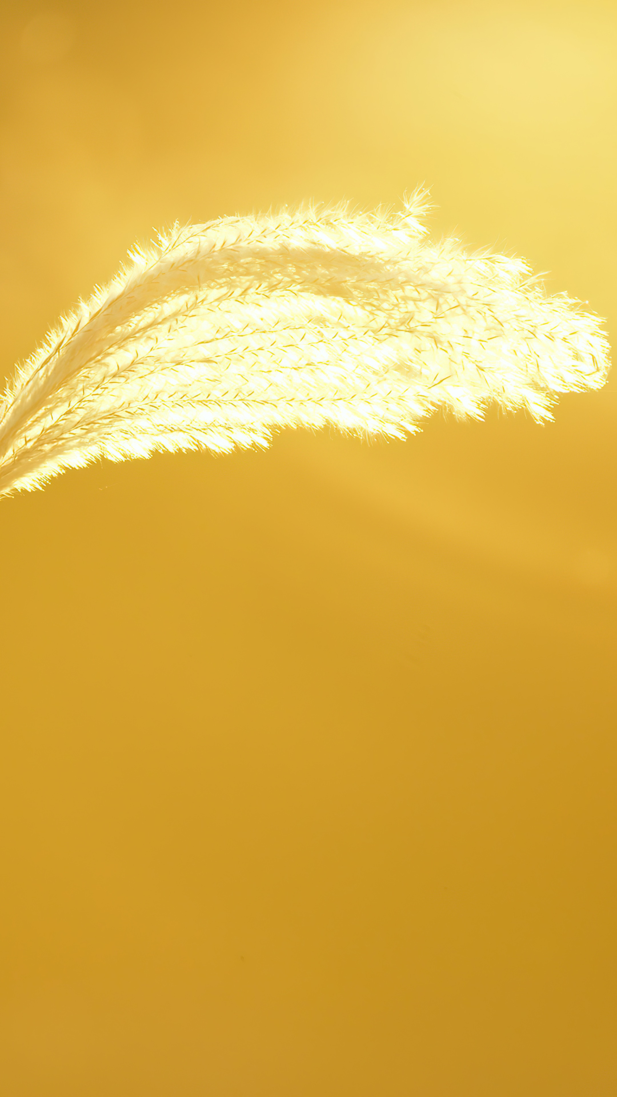 Macro photography of a fluffy plant in golden light HD Phone Wallpaper