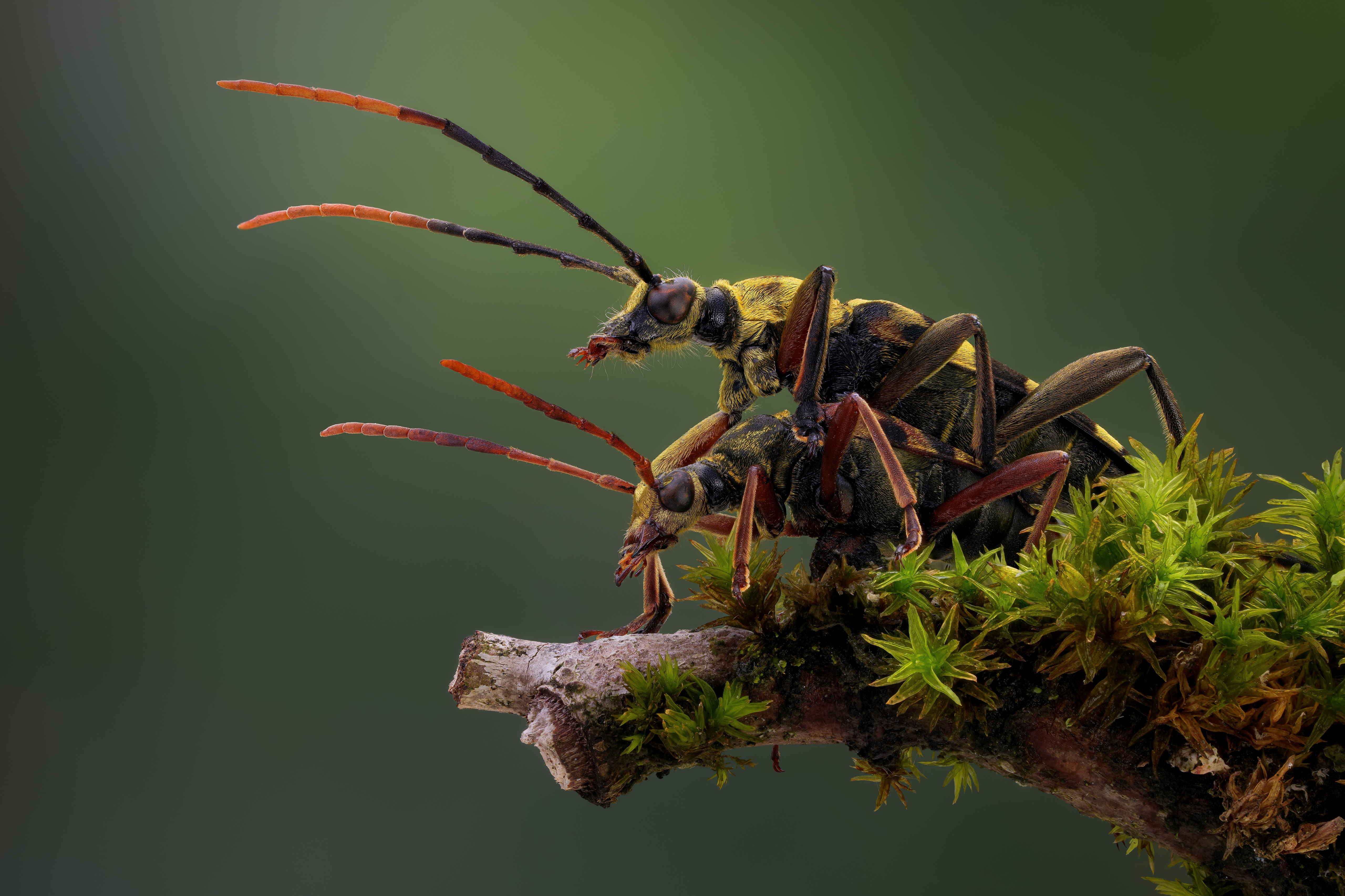 Two Leptura Aurosericans Bugs Mating on Moss HD Wallpaper